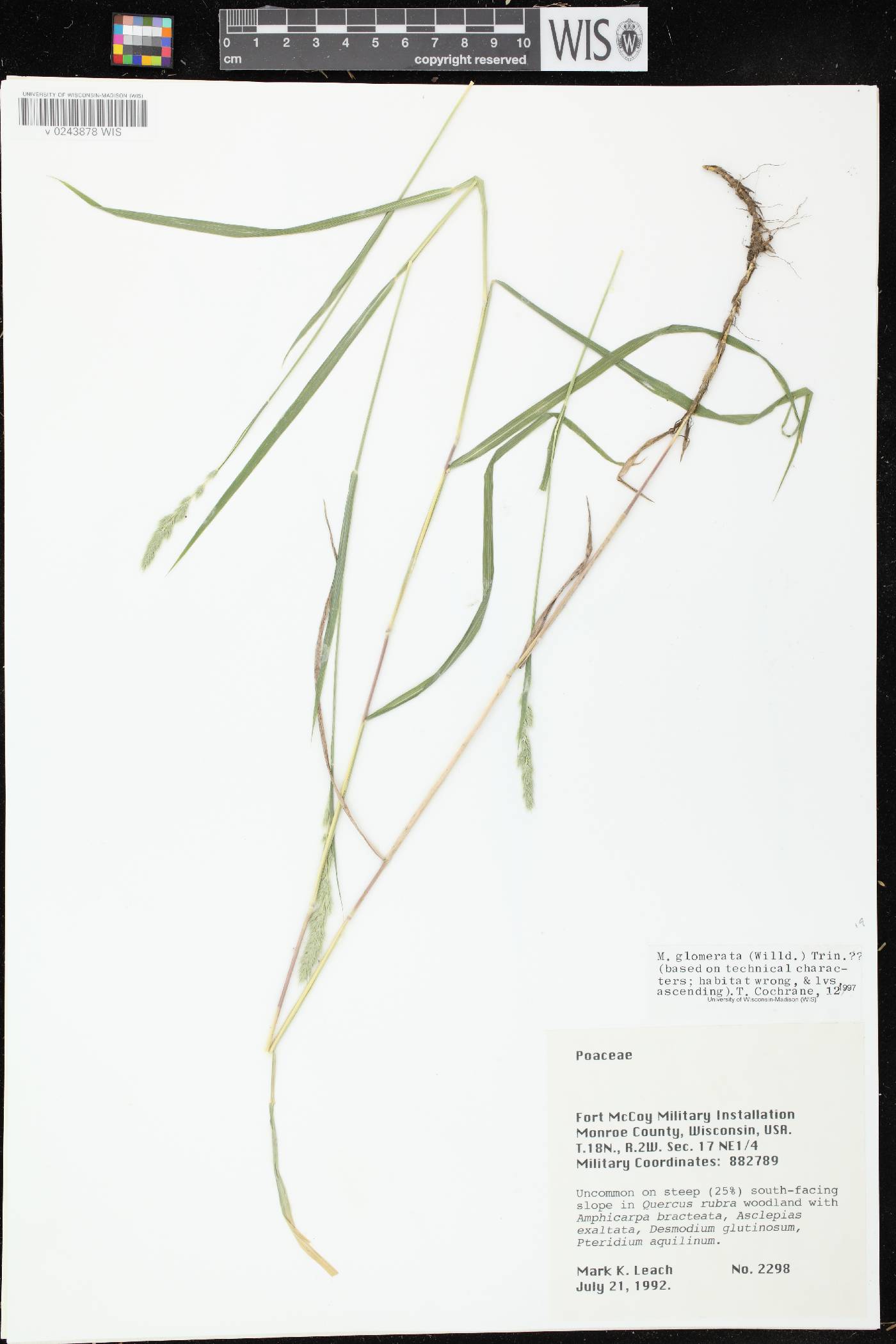 Muhlenbergia glomerata image