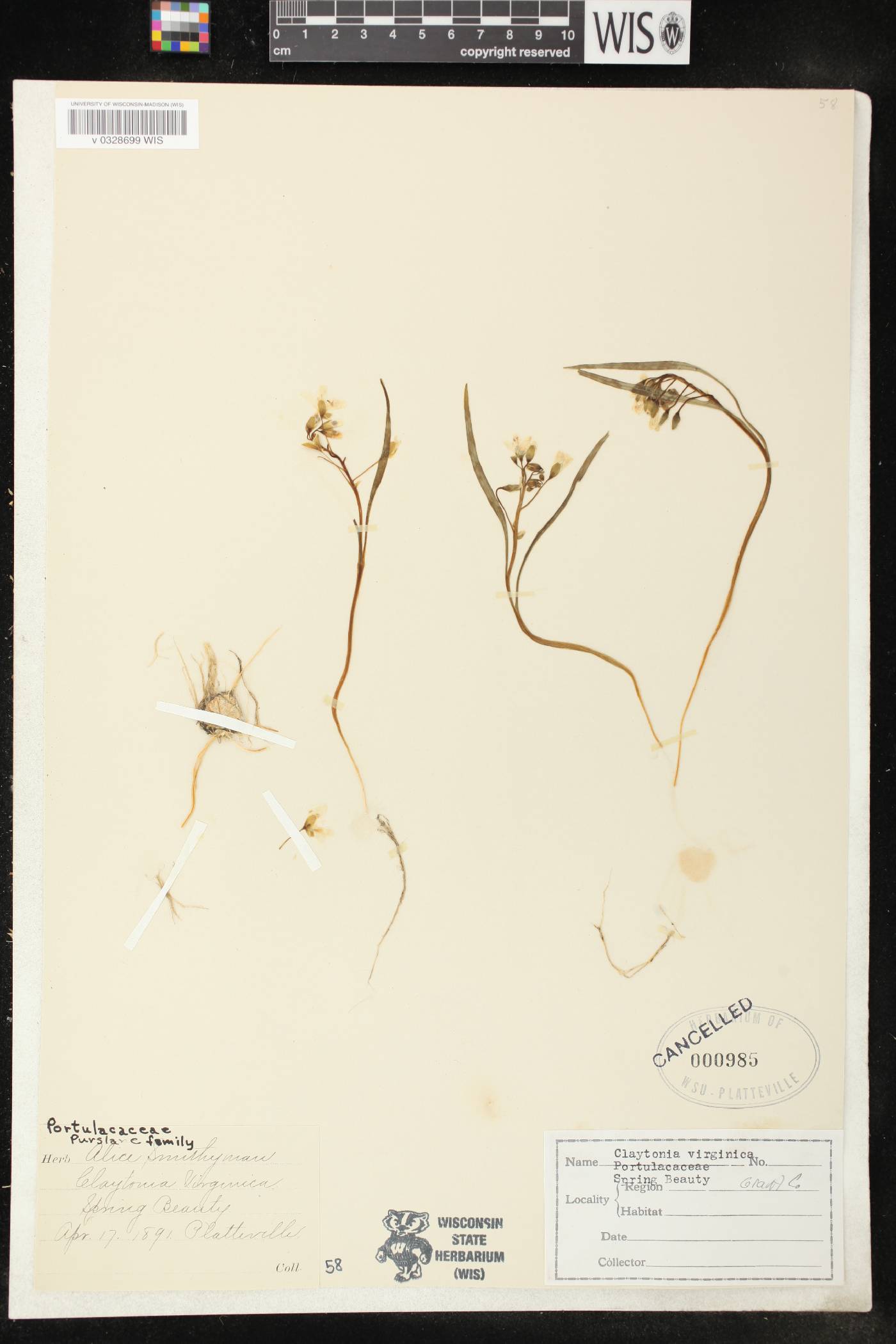 Claytonia virginica image