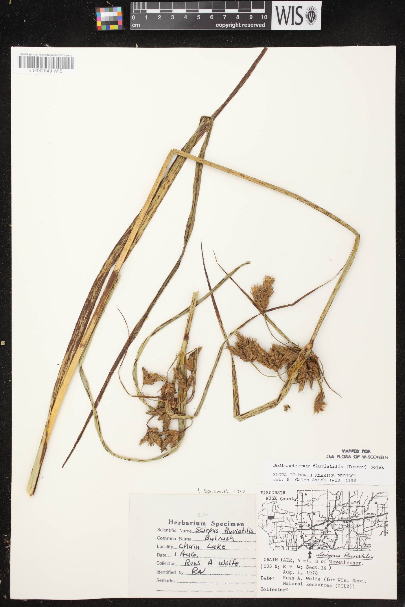 Bolboschoenus fluviatilis image