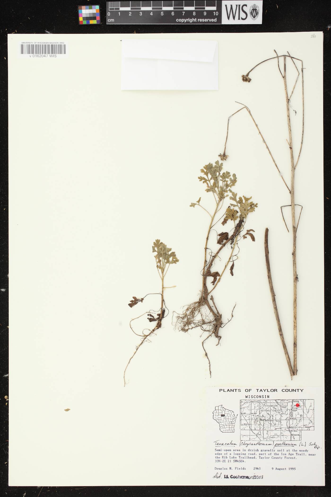 Tanacetum parthenium image