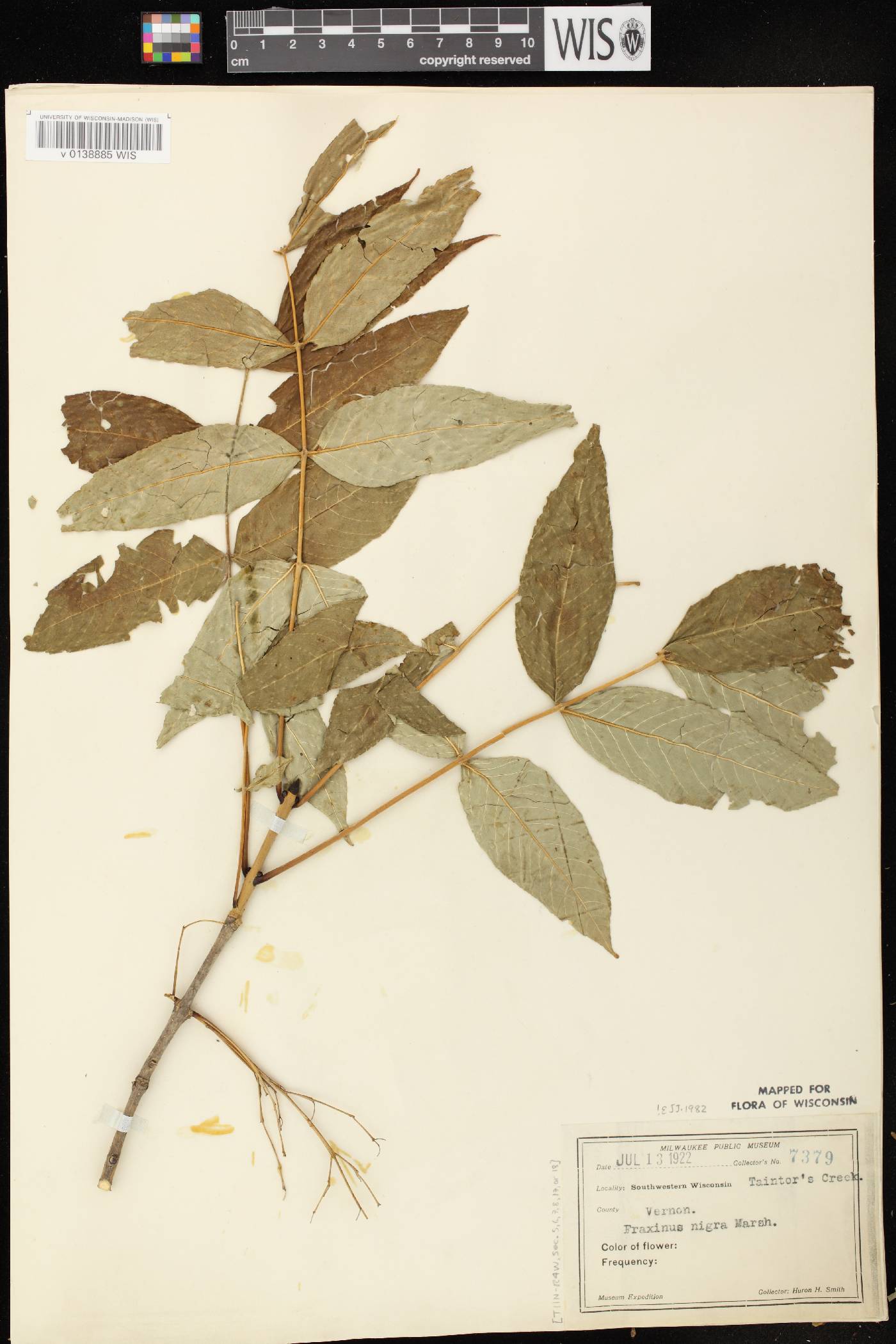 Fraxinus nigra image