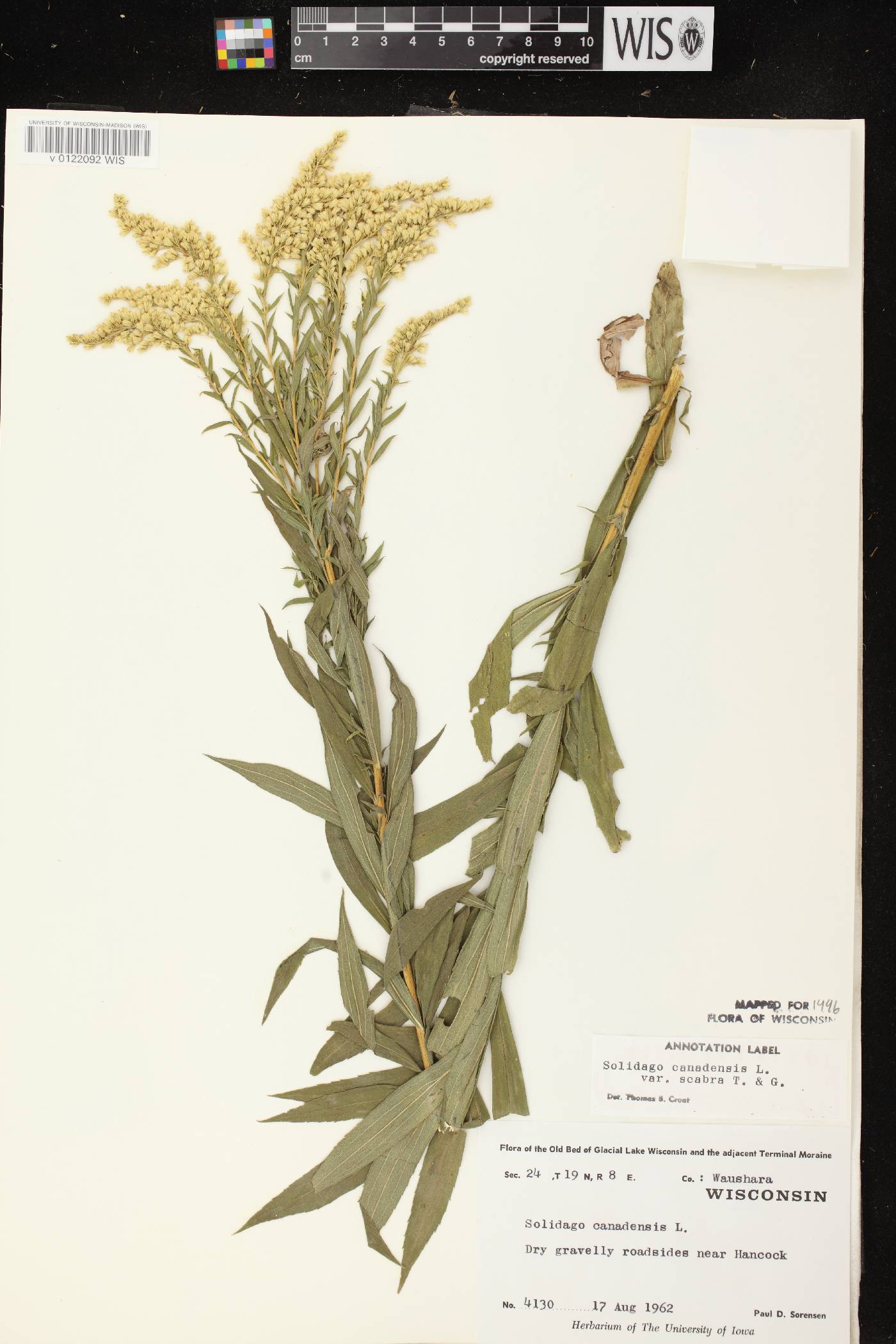 Solidago altissima subsp. altissima image