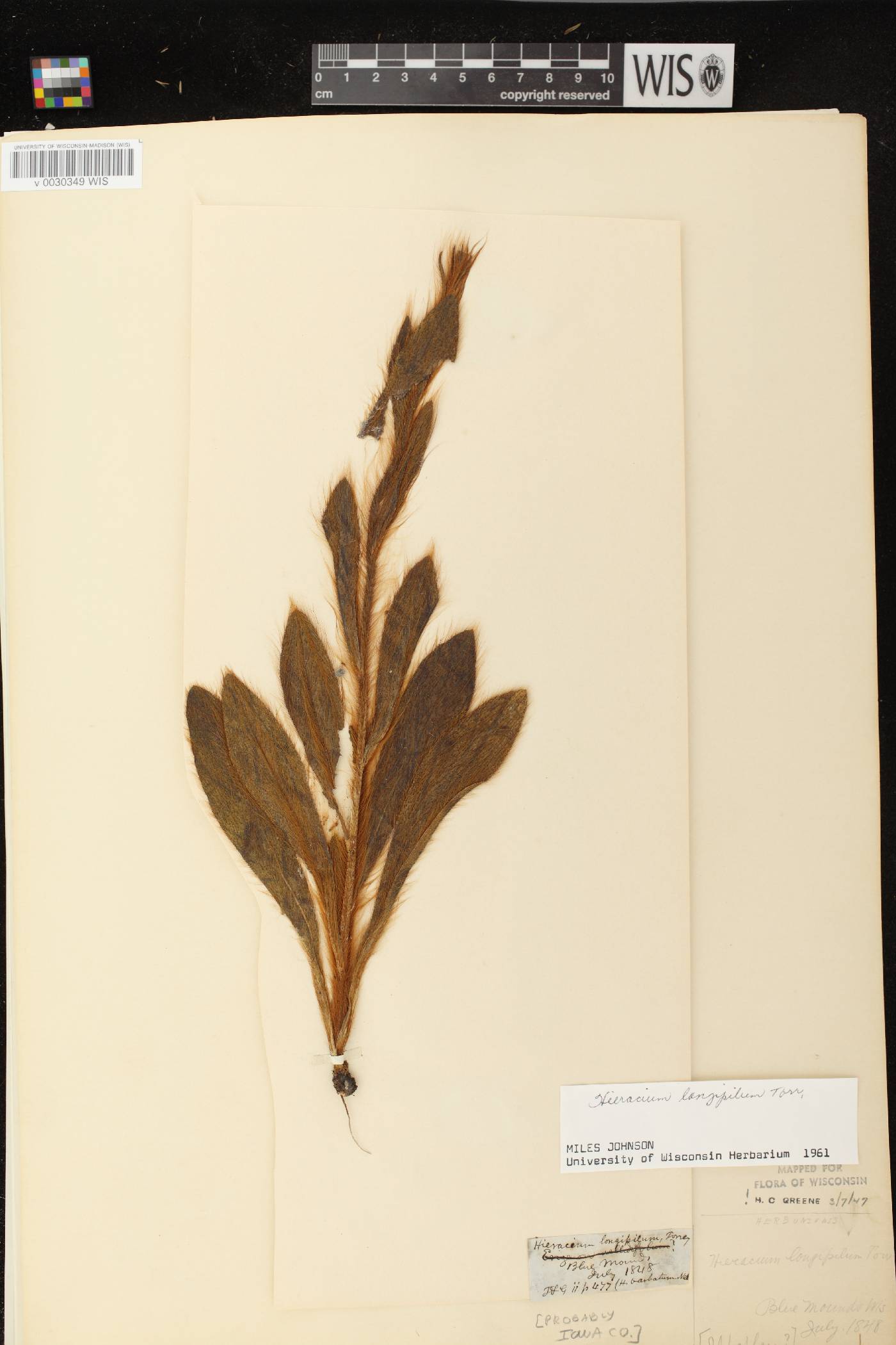 Hieracium longipilum image