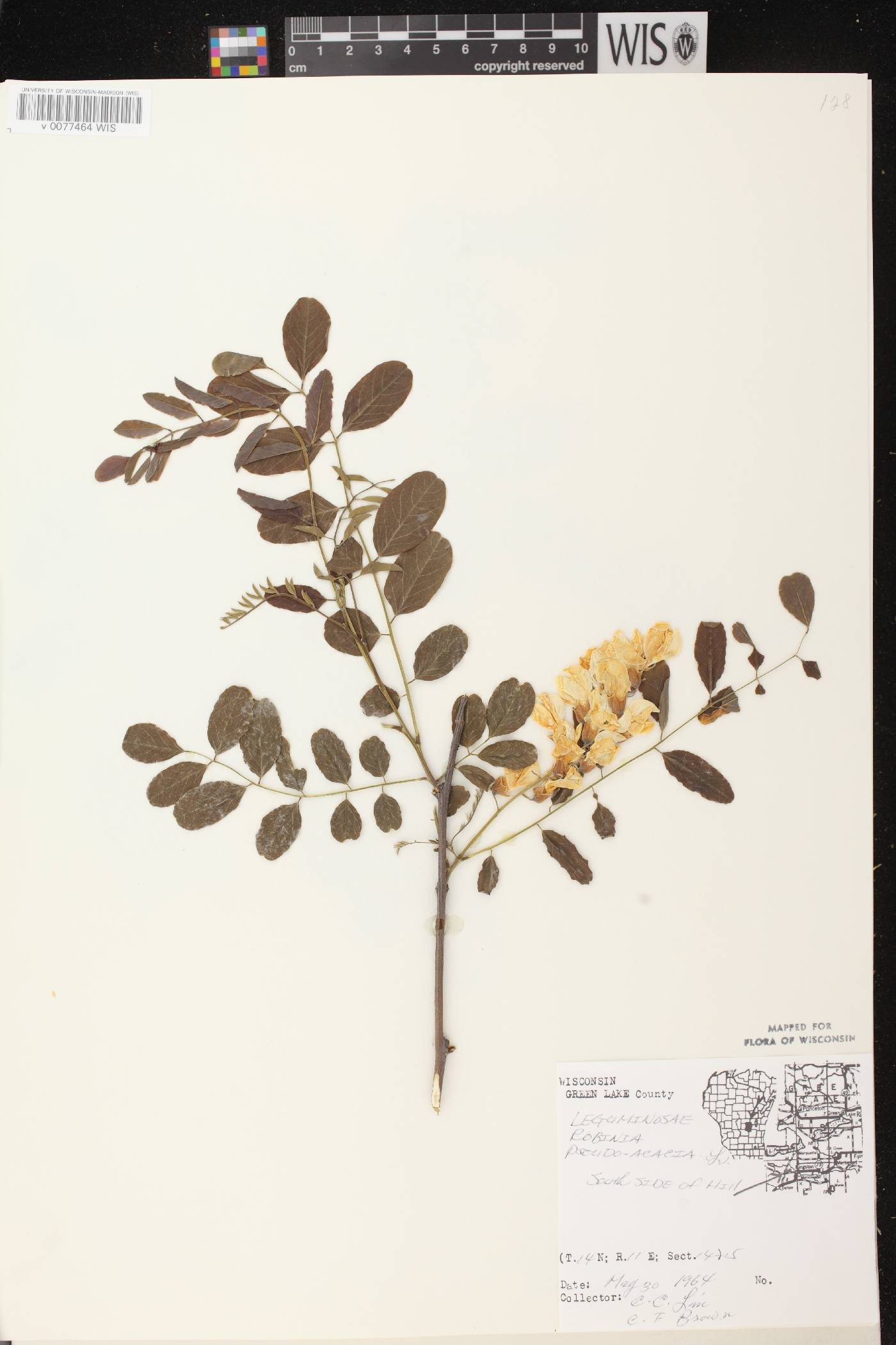 Robinia pseudoacacia image