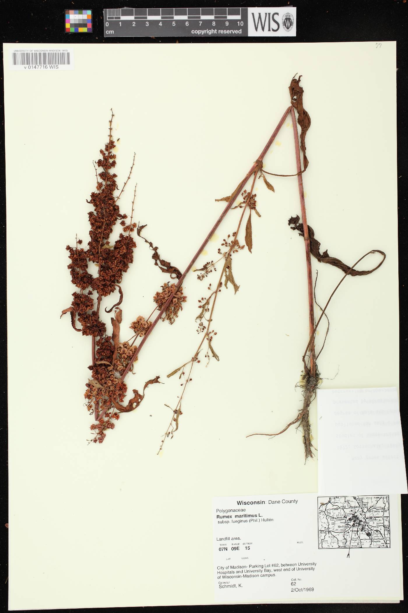 Rumex fueginus image