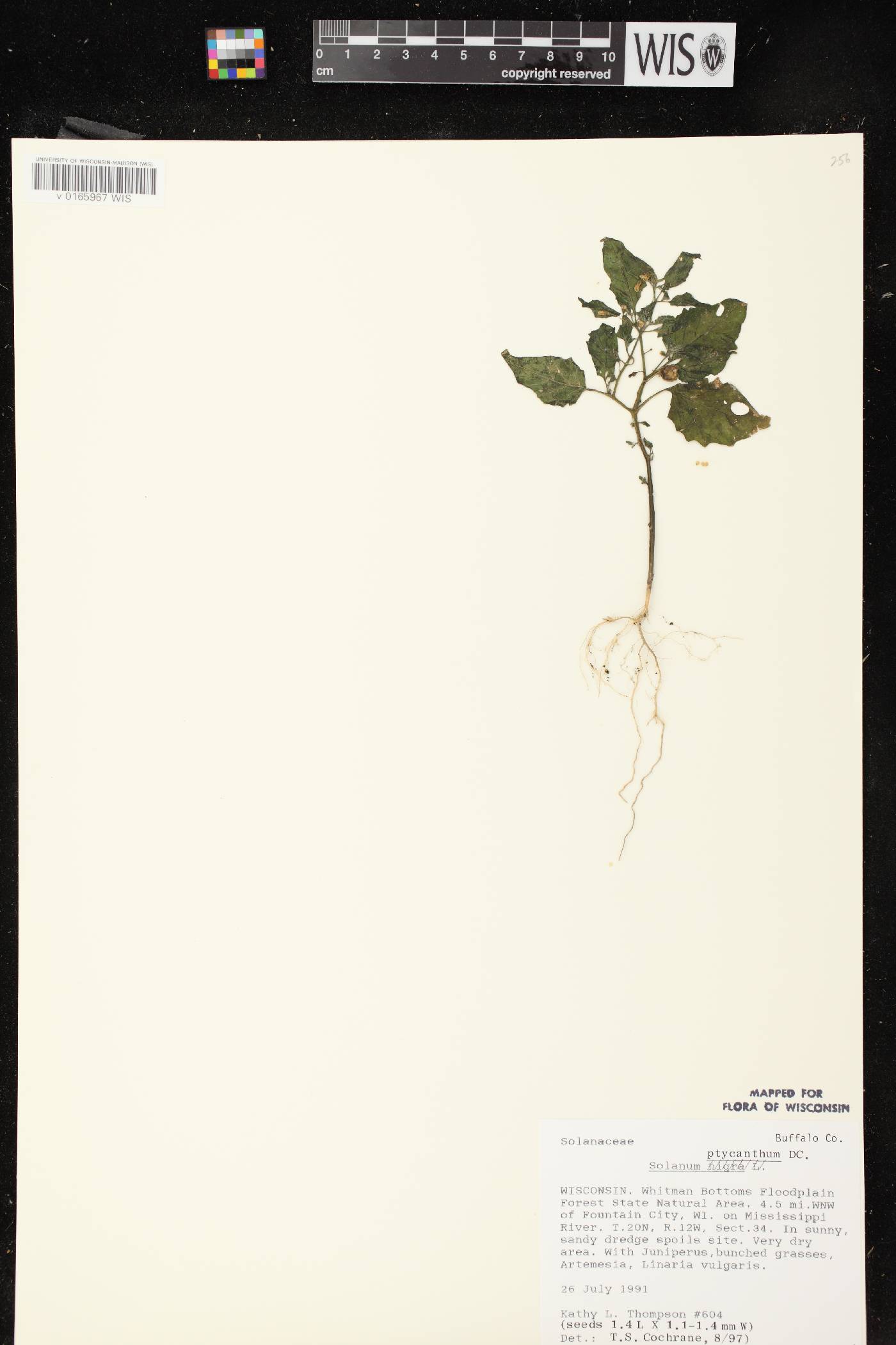 Solanum ptychanthum image