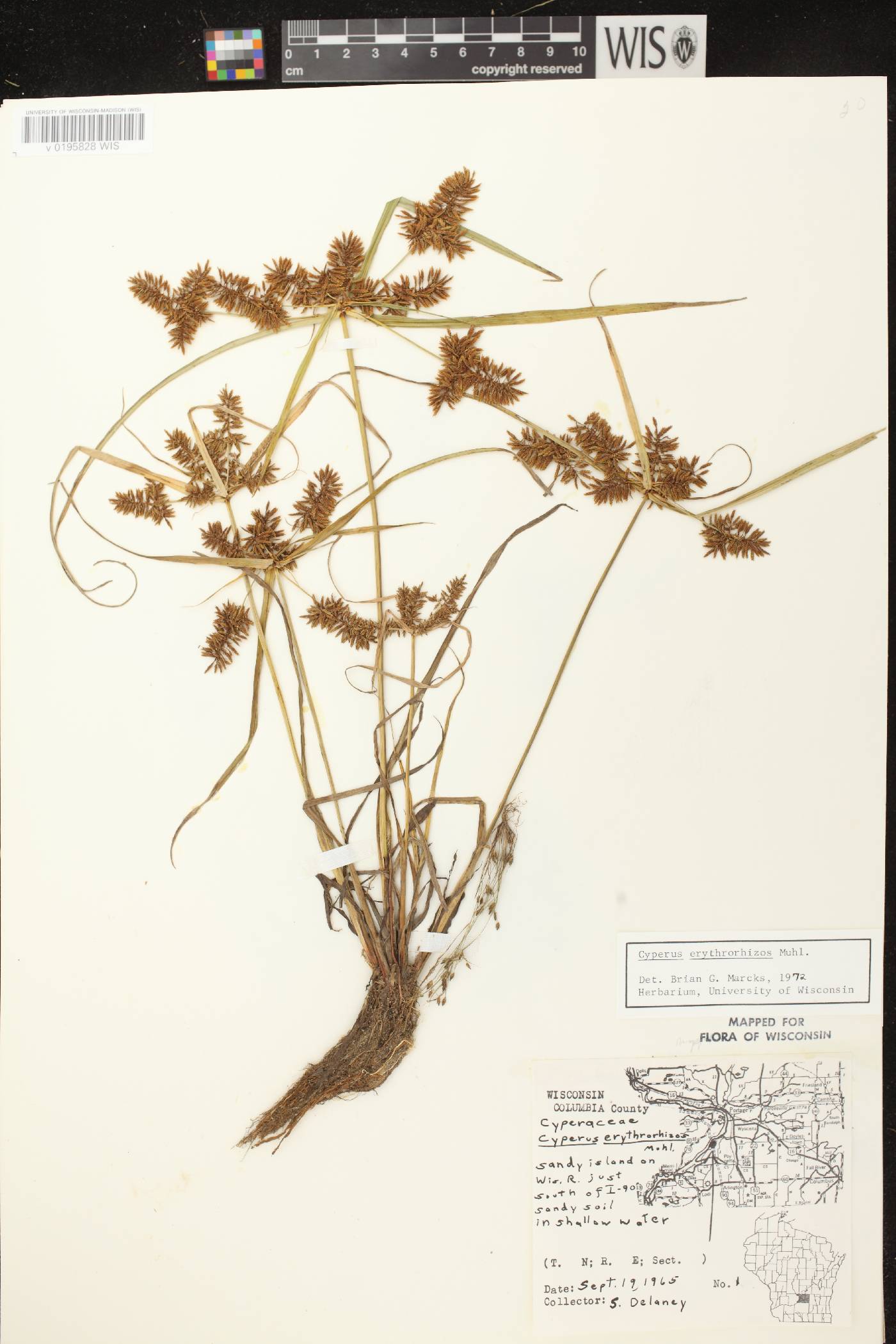 Cyperus erythrorhizos image
