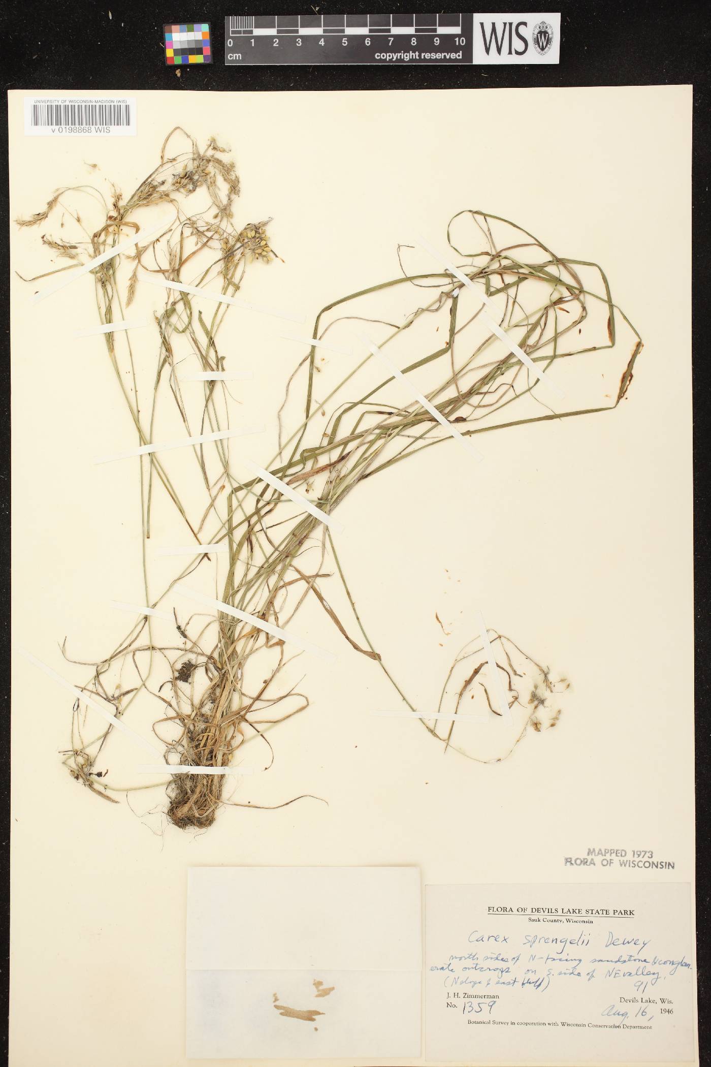 Carex sprengelii image