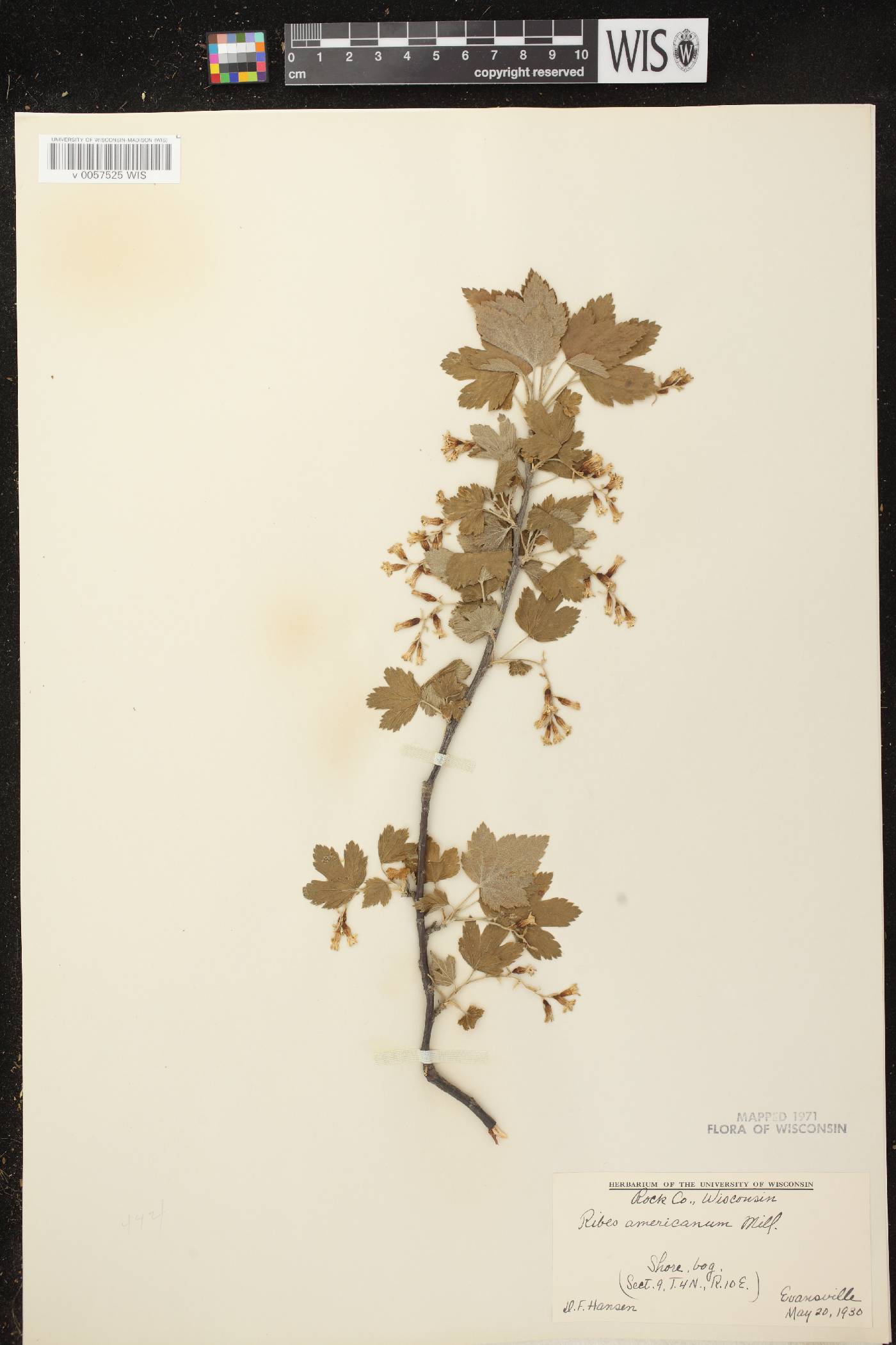 Ribes americanum image