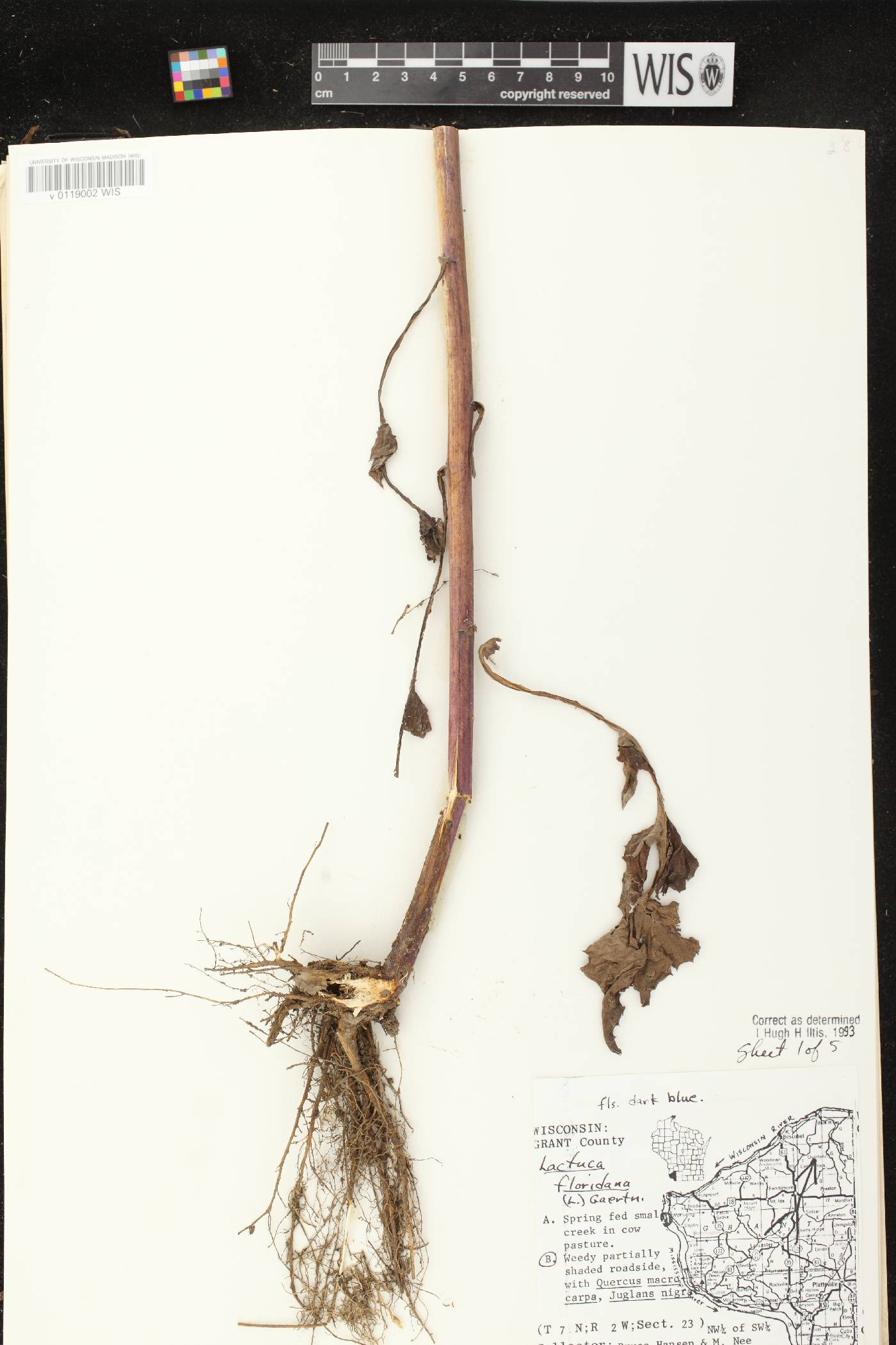 Lactuca floridana image