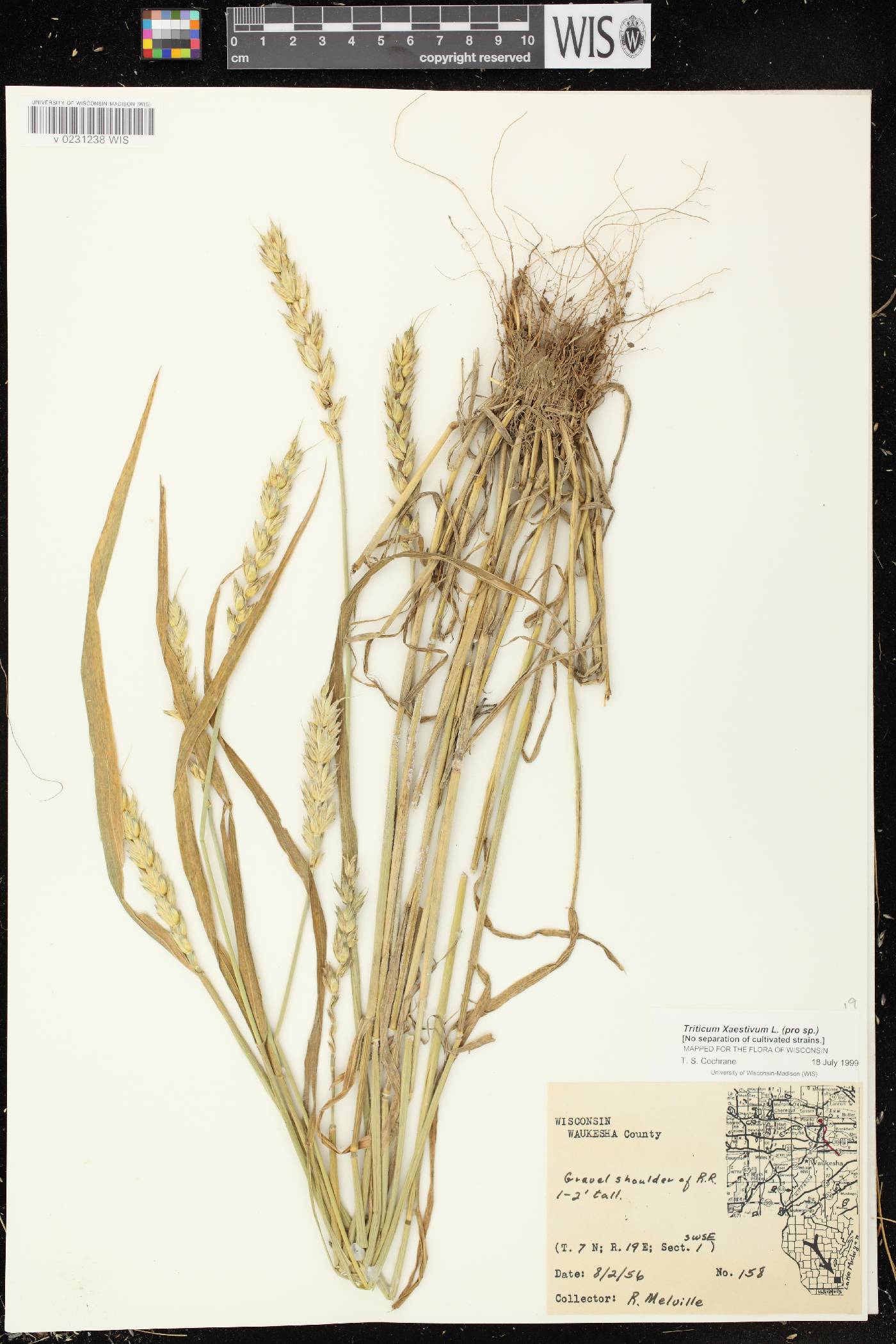 Triticum aestivum image
