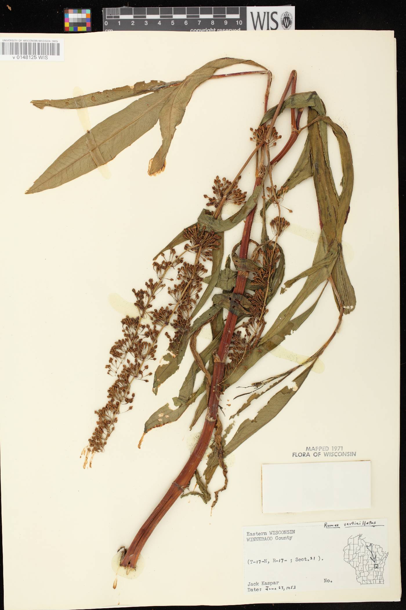 Rumex verticillatus image