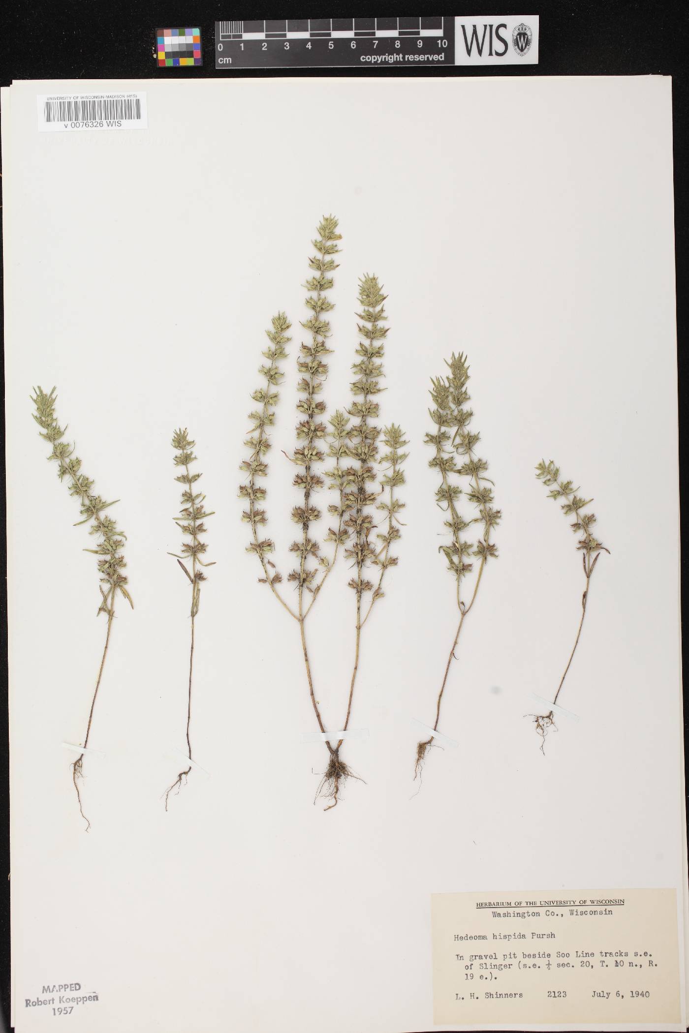 Hedeoma hispida image