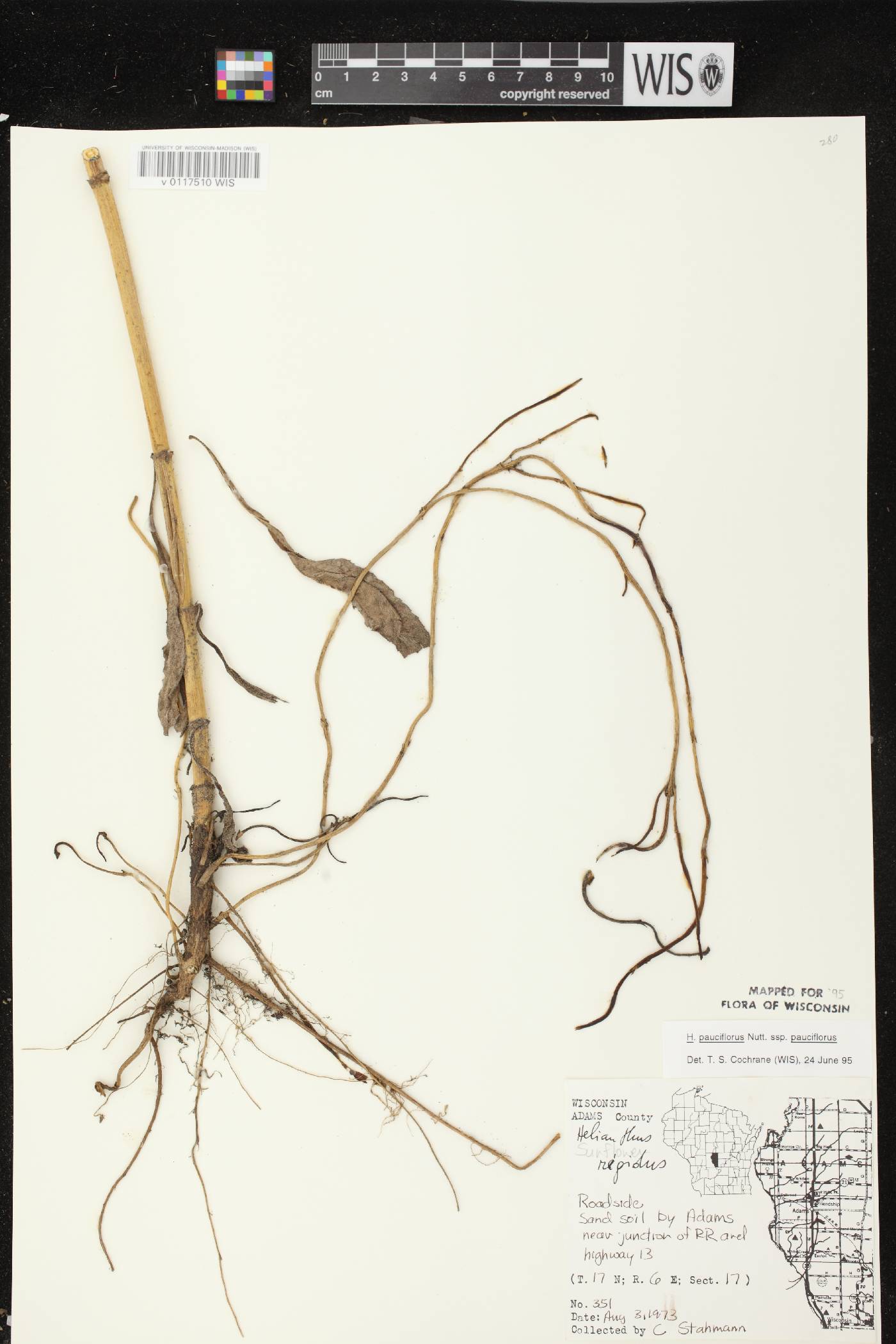 Helianthus pauciflorus subsp. pauciflorus image
