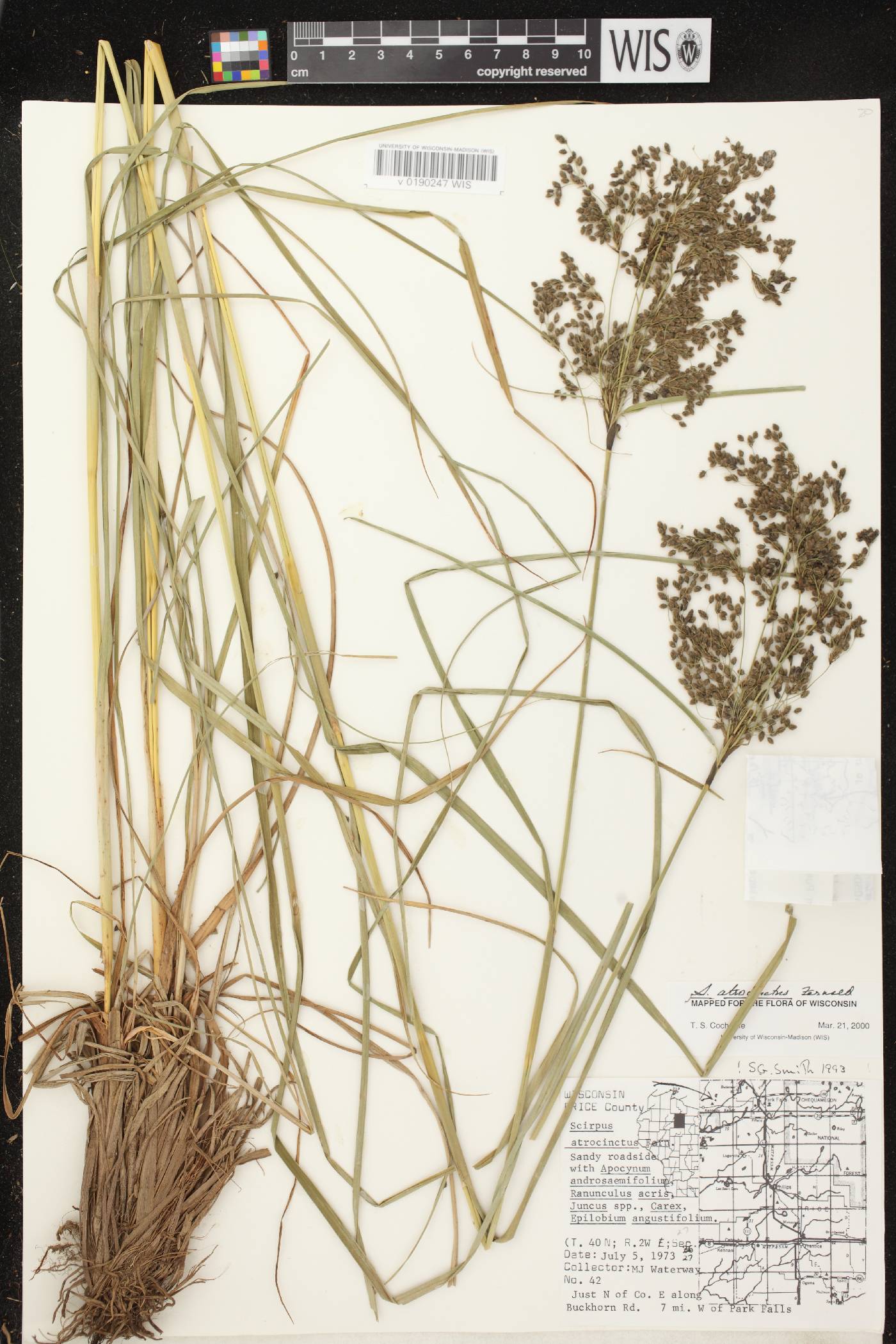 Scirpus atrocinctus image