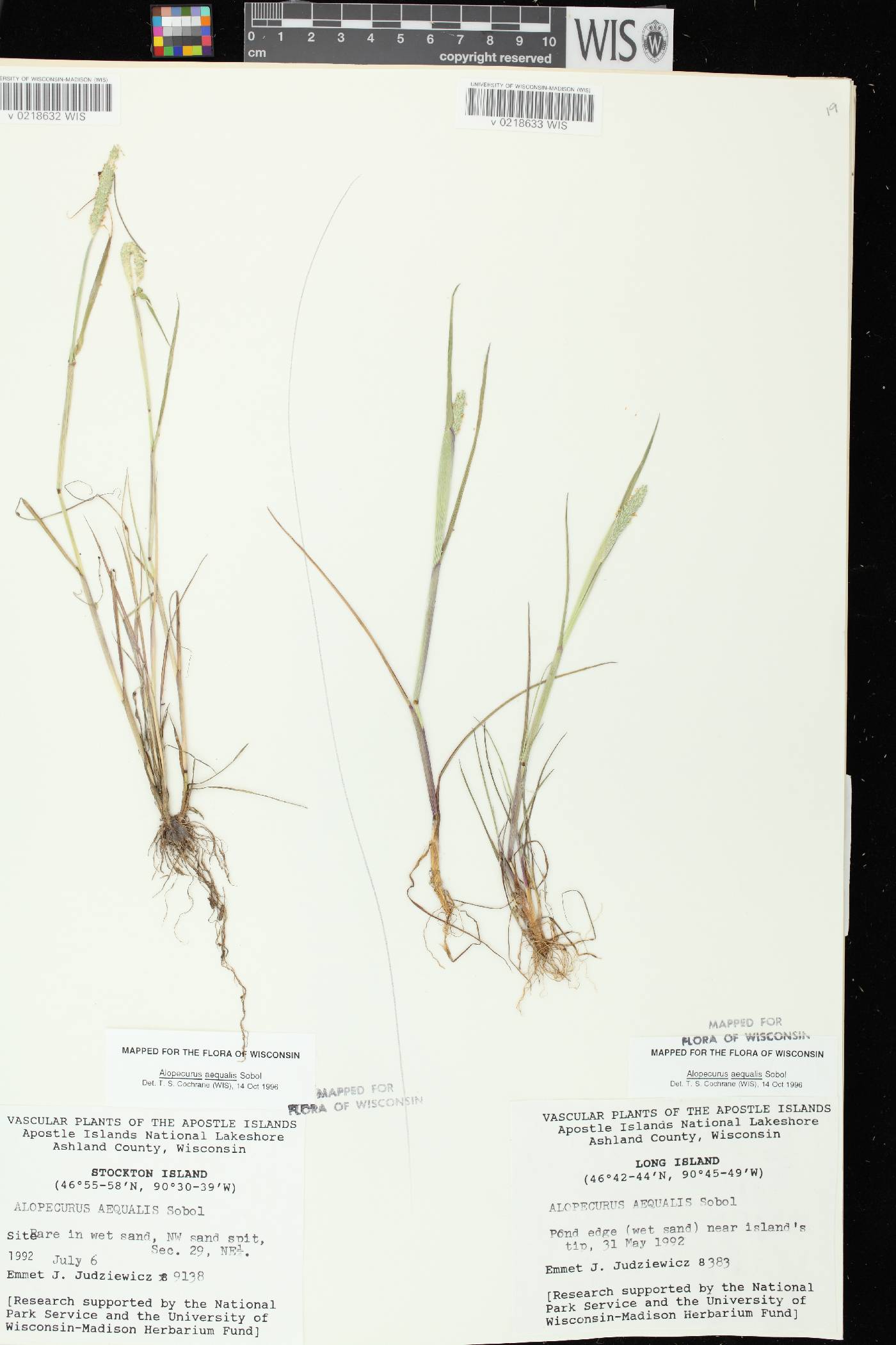 Alopecurus aequalis image