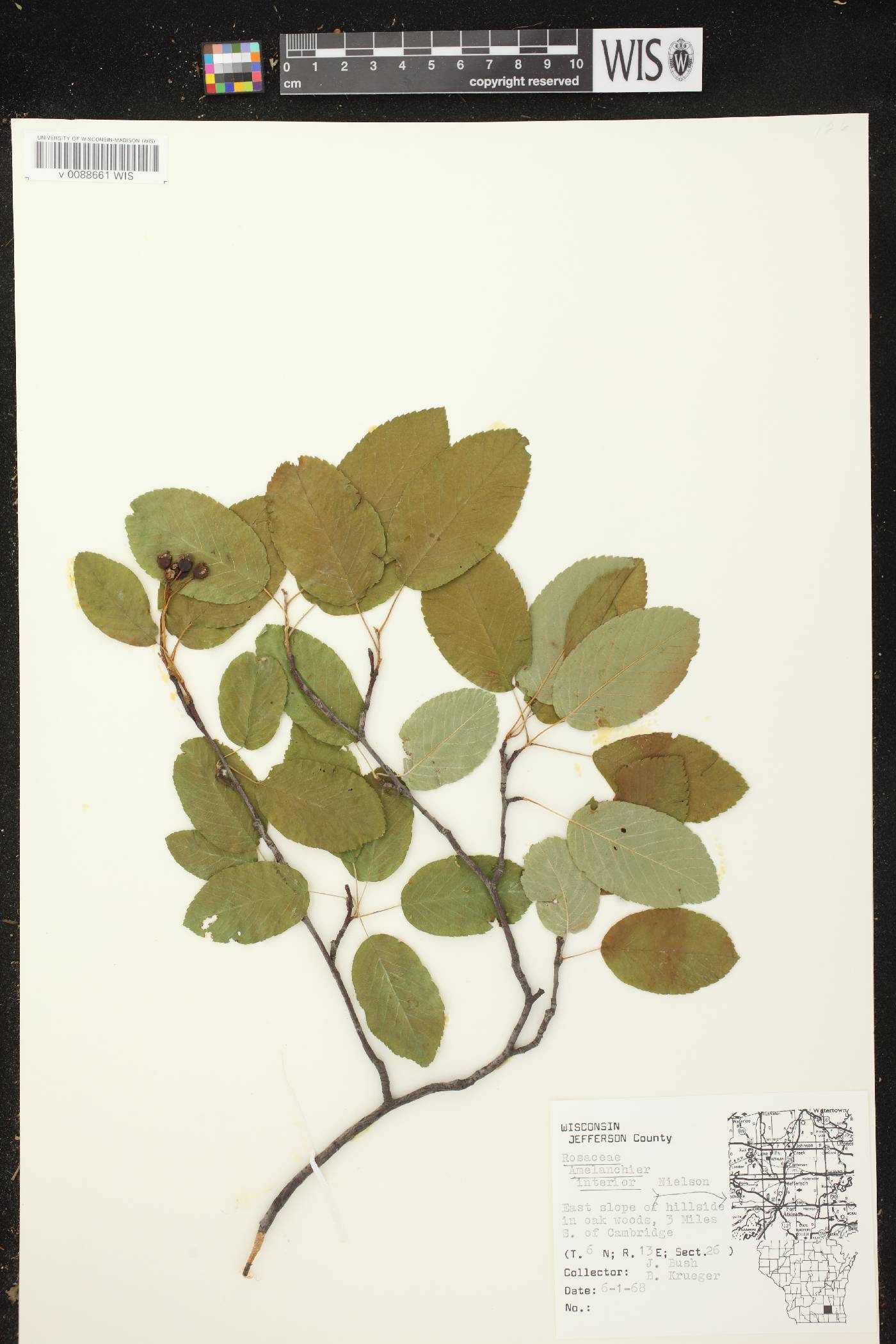 Amelanchier interior image