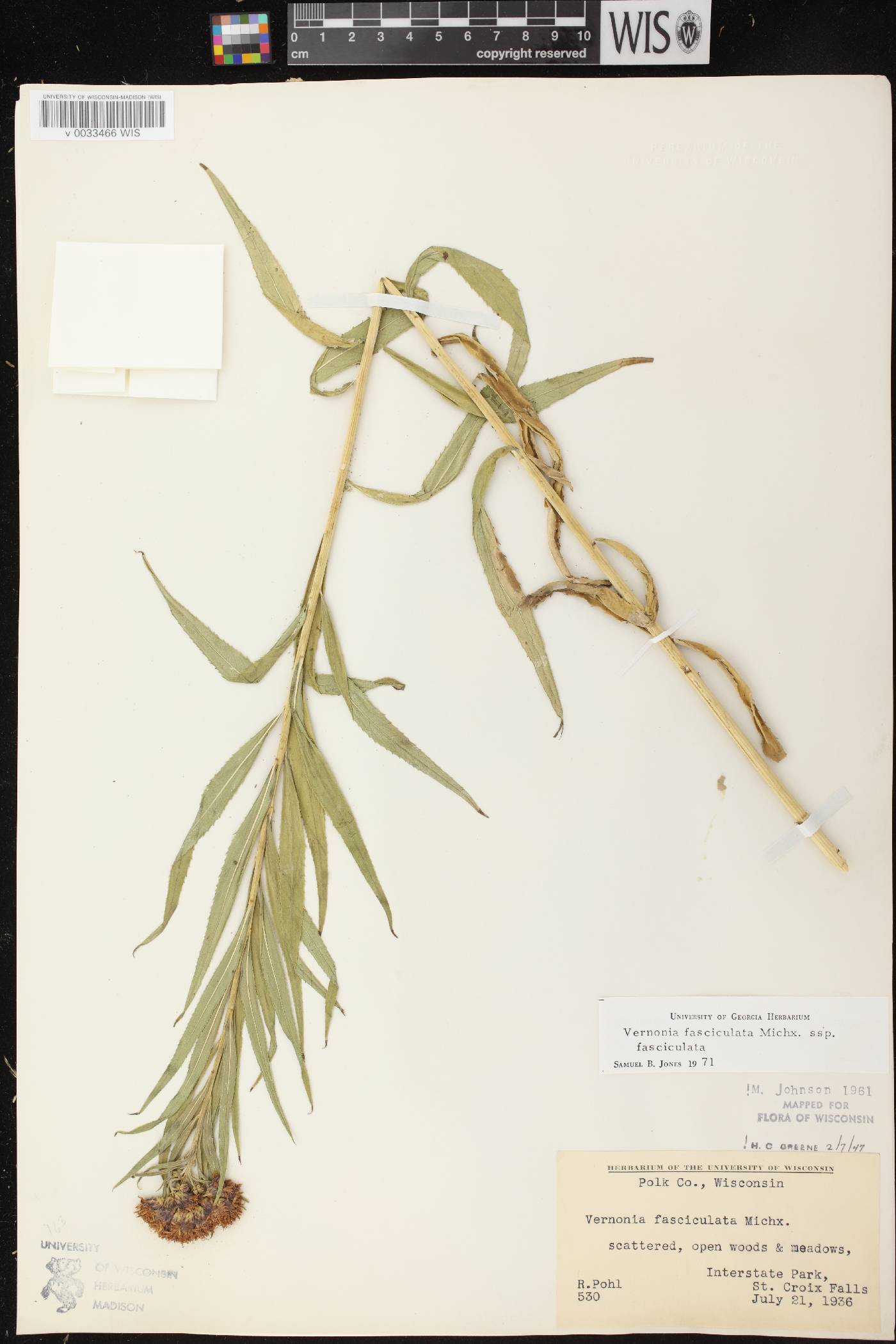 Vernonia fasciculata image