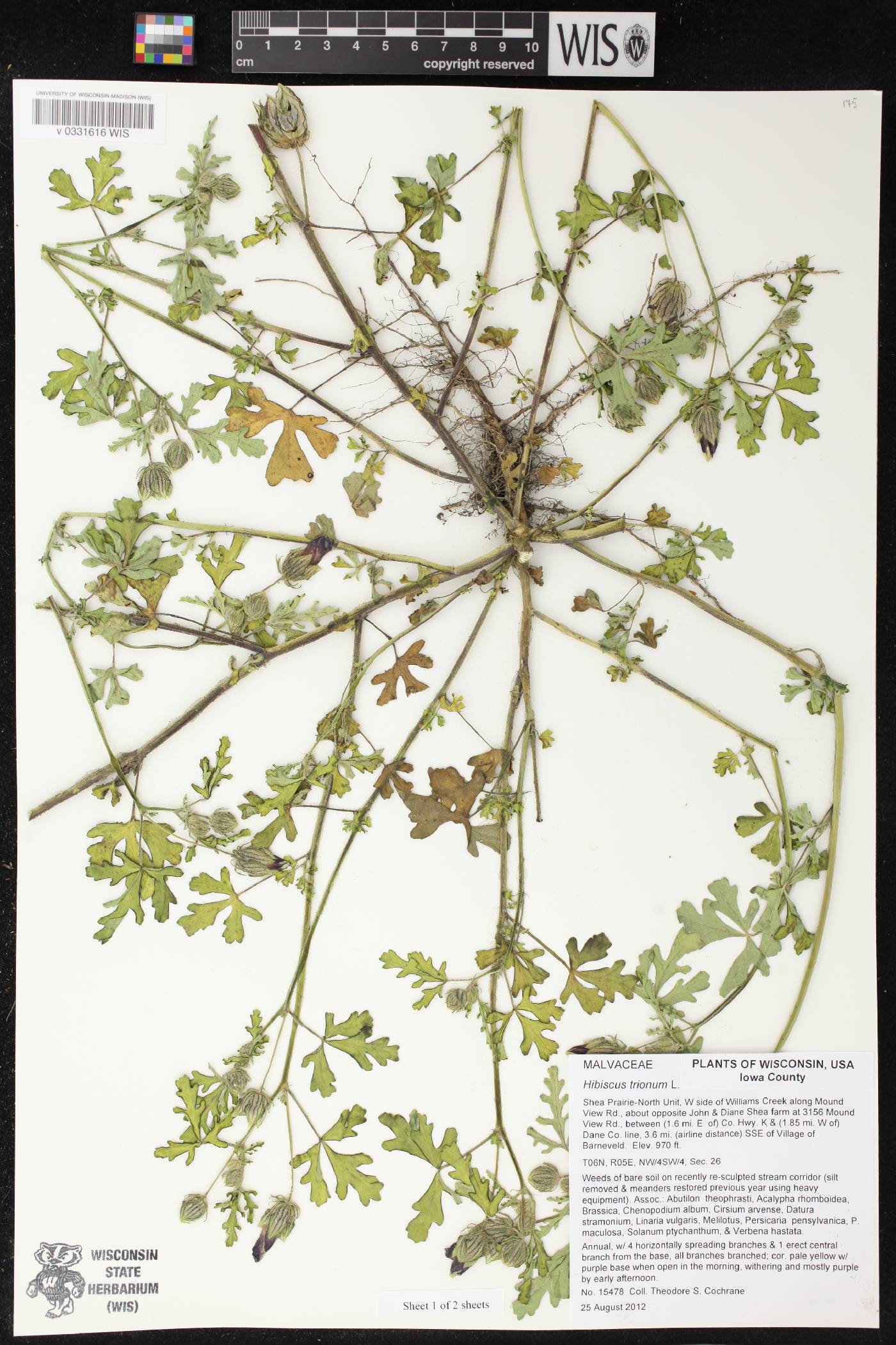 Hibiscus trionum image