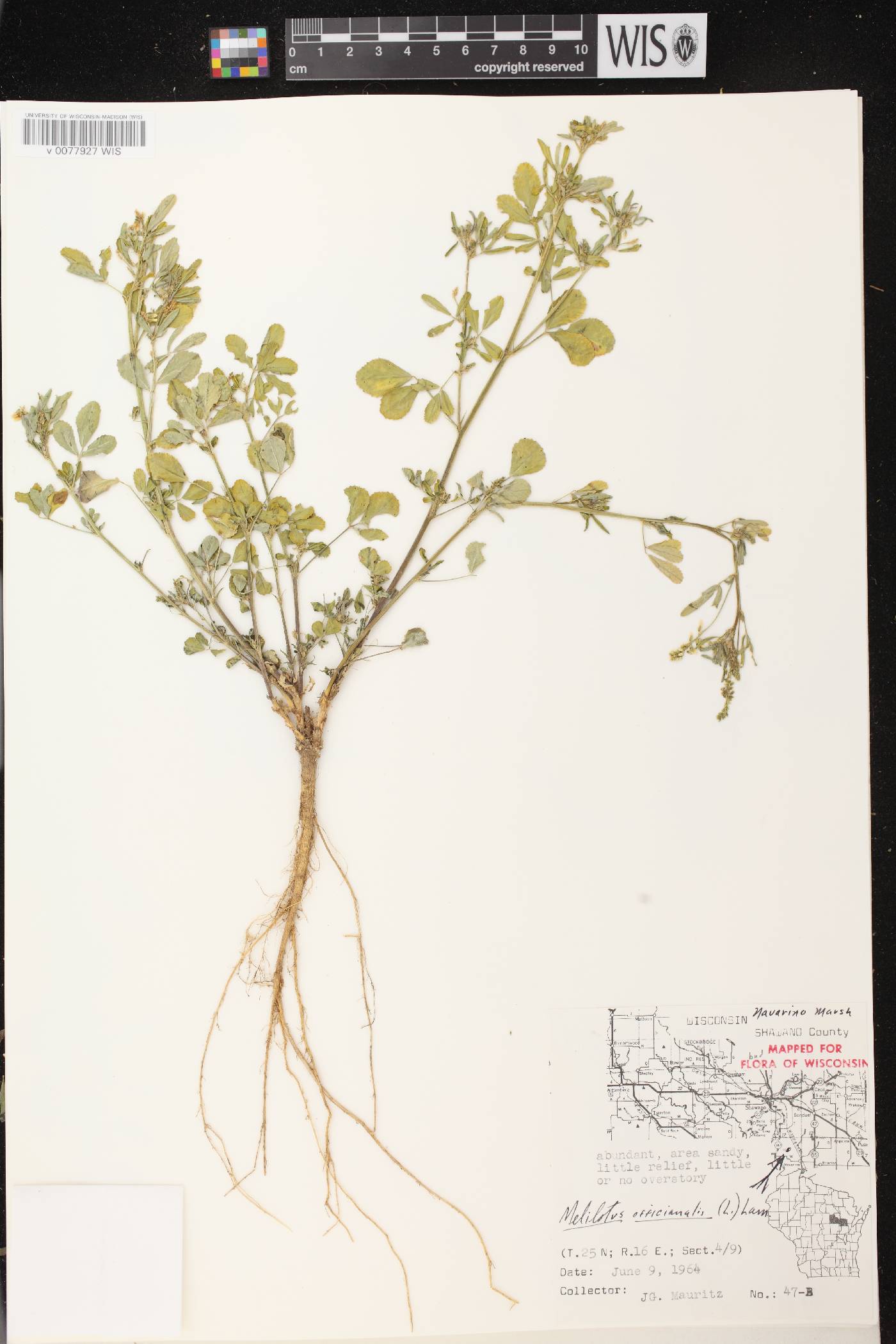 Melilotus officinalis image