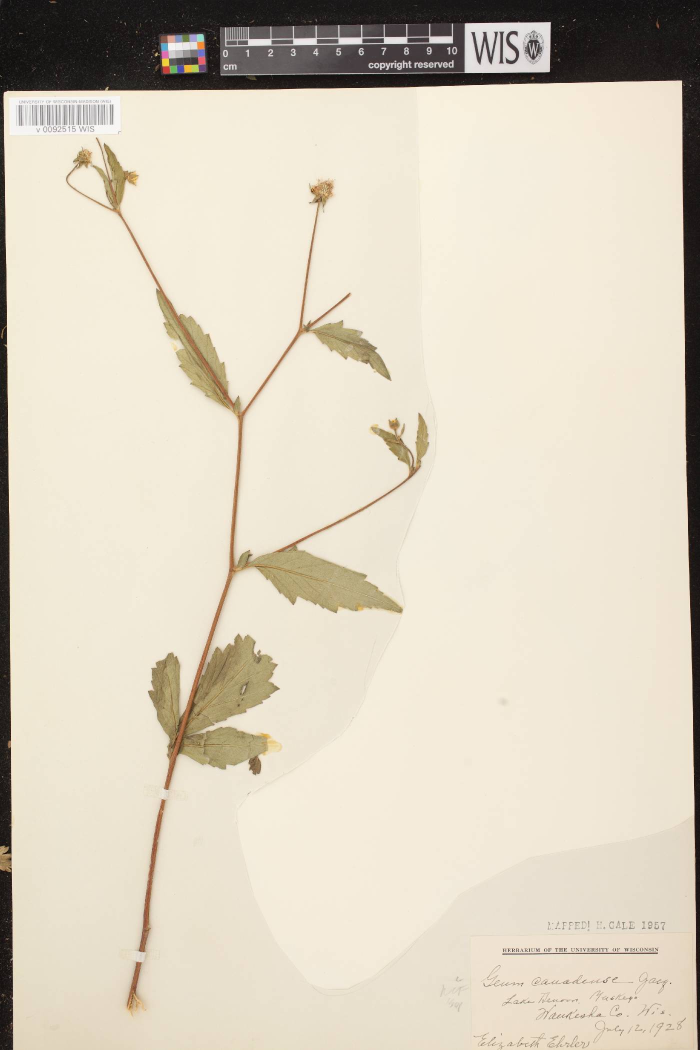 Geum canadense image