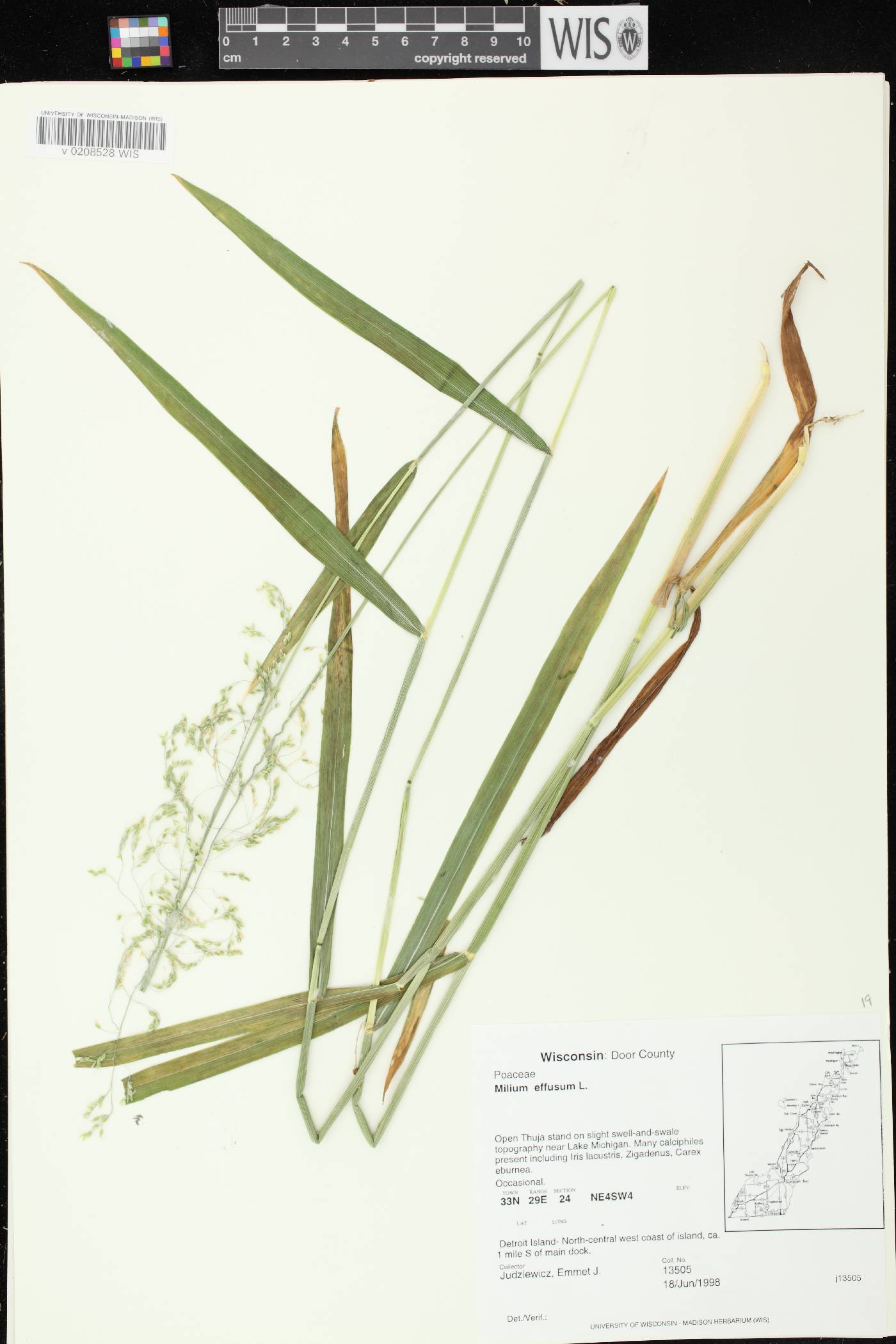 Milium effusum image