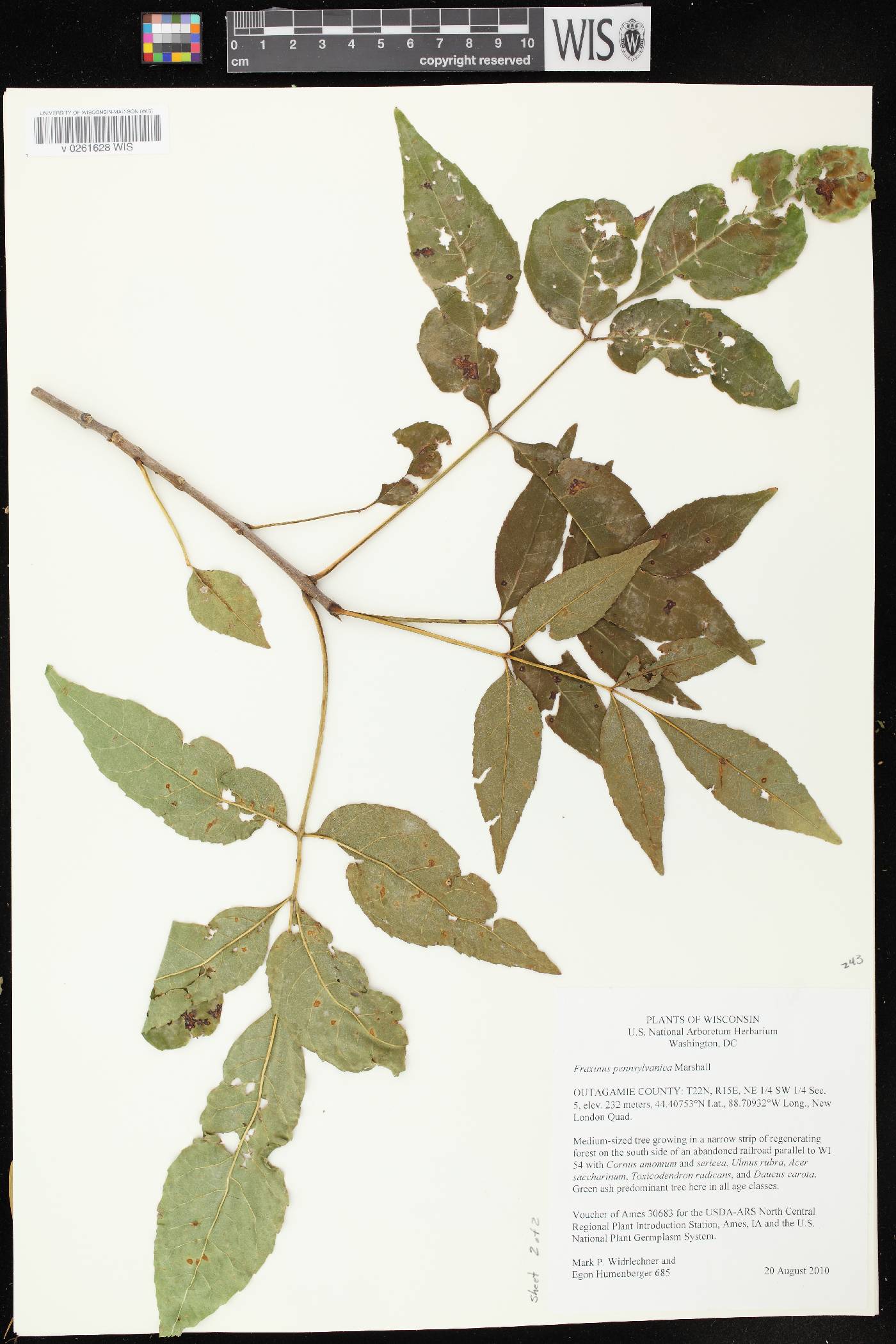 Fraxinus pennsylvanica image