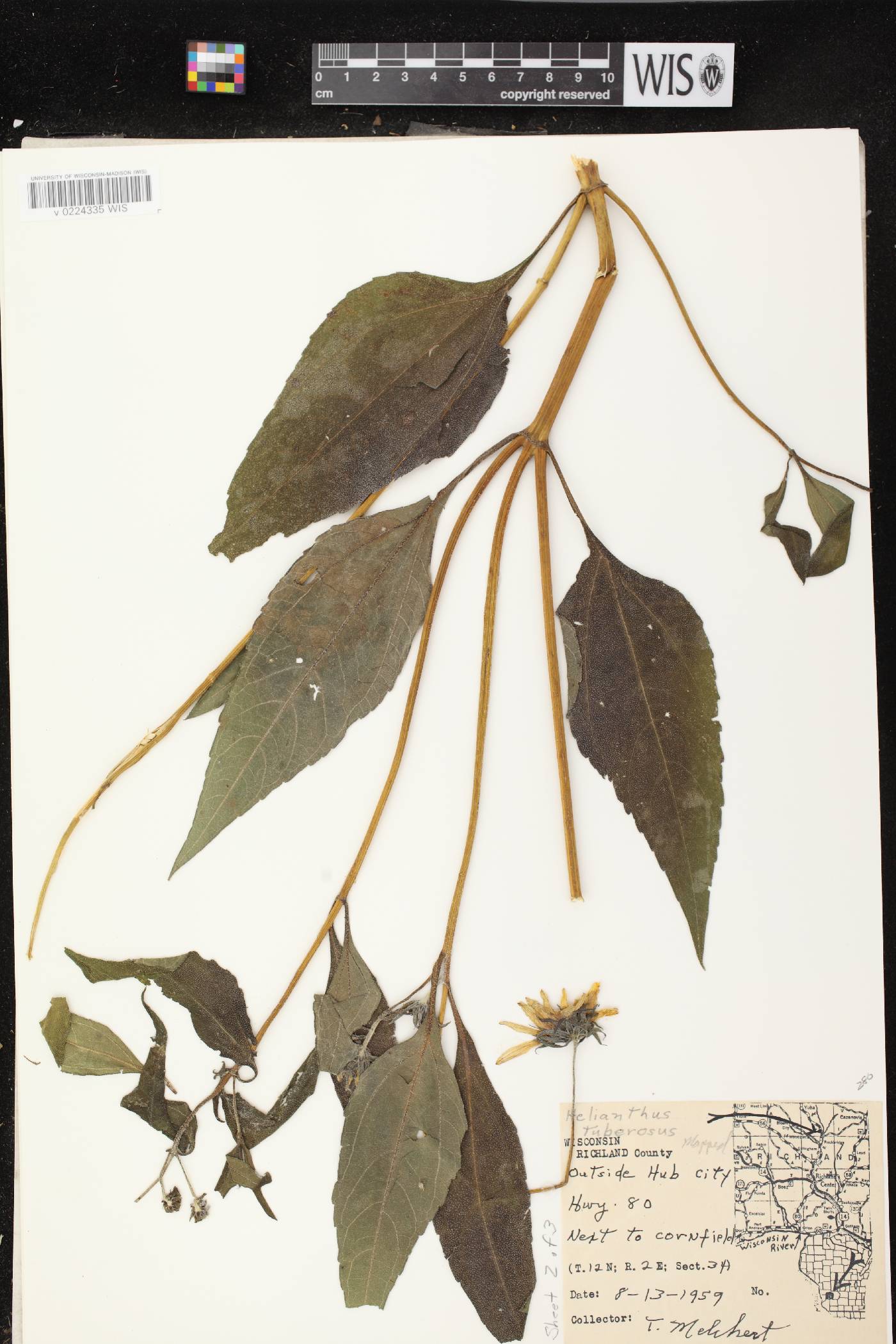Helianthus tuberosus image