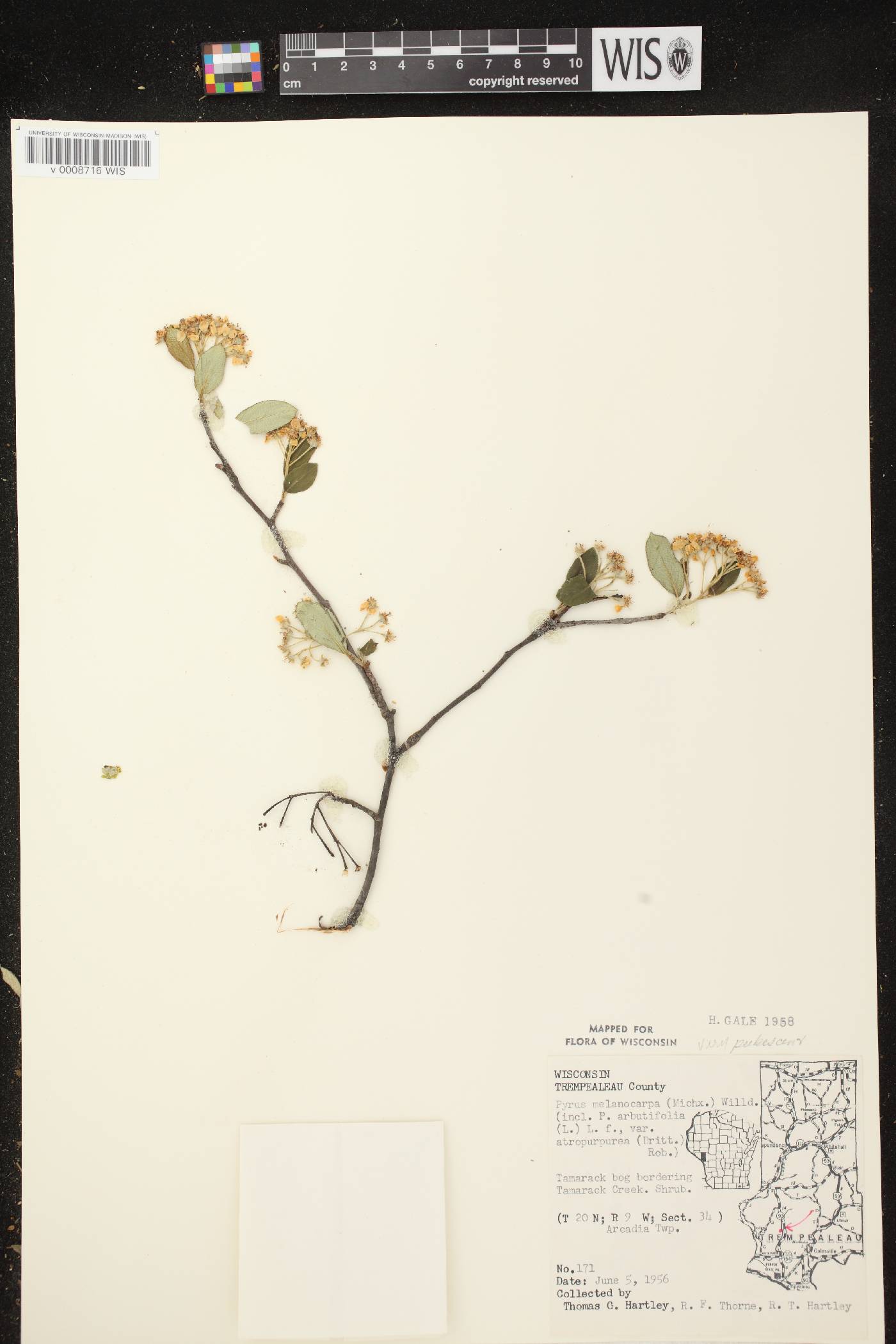 Aronia x prunifolia image