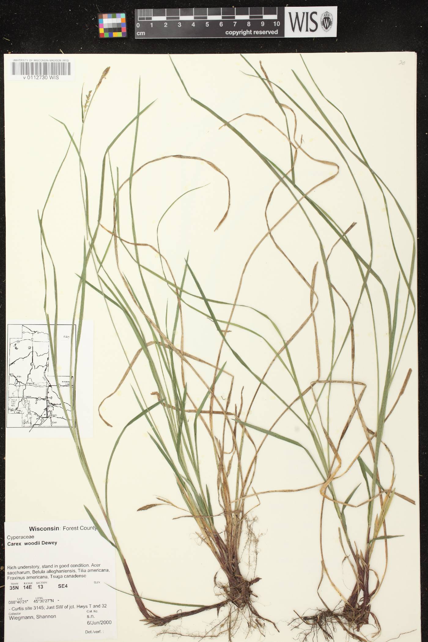 Carex woodii image