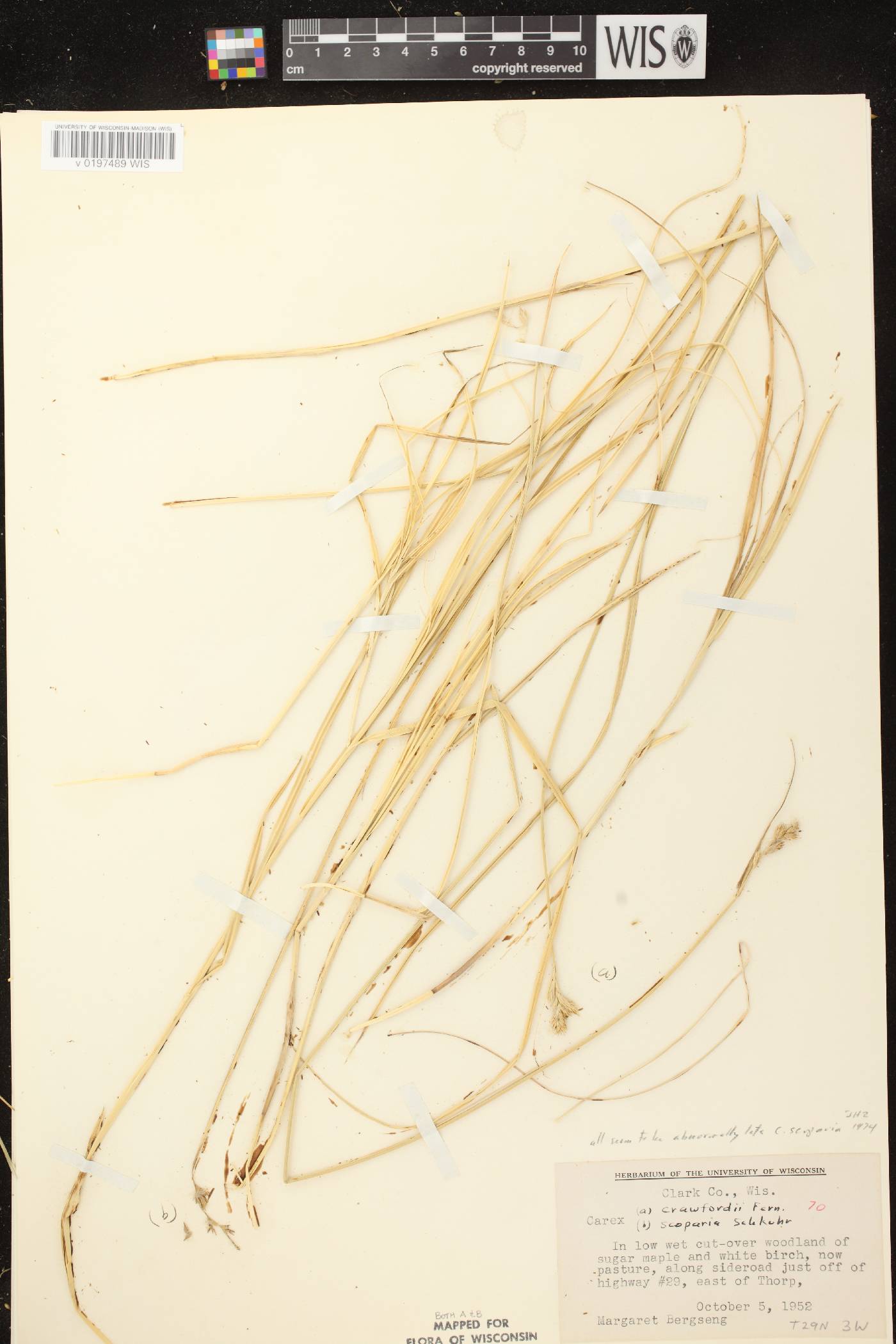 Carex scoparia var. scoparia image