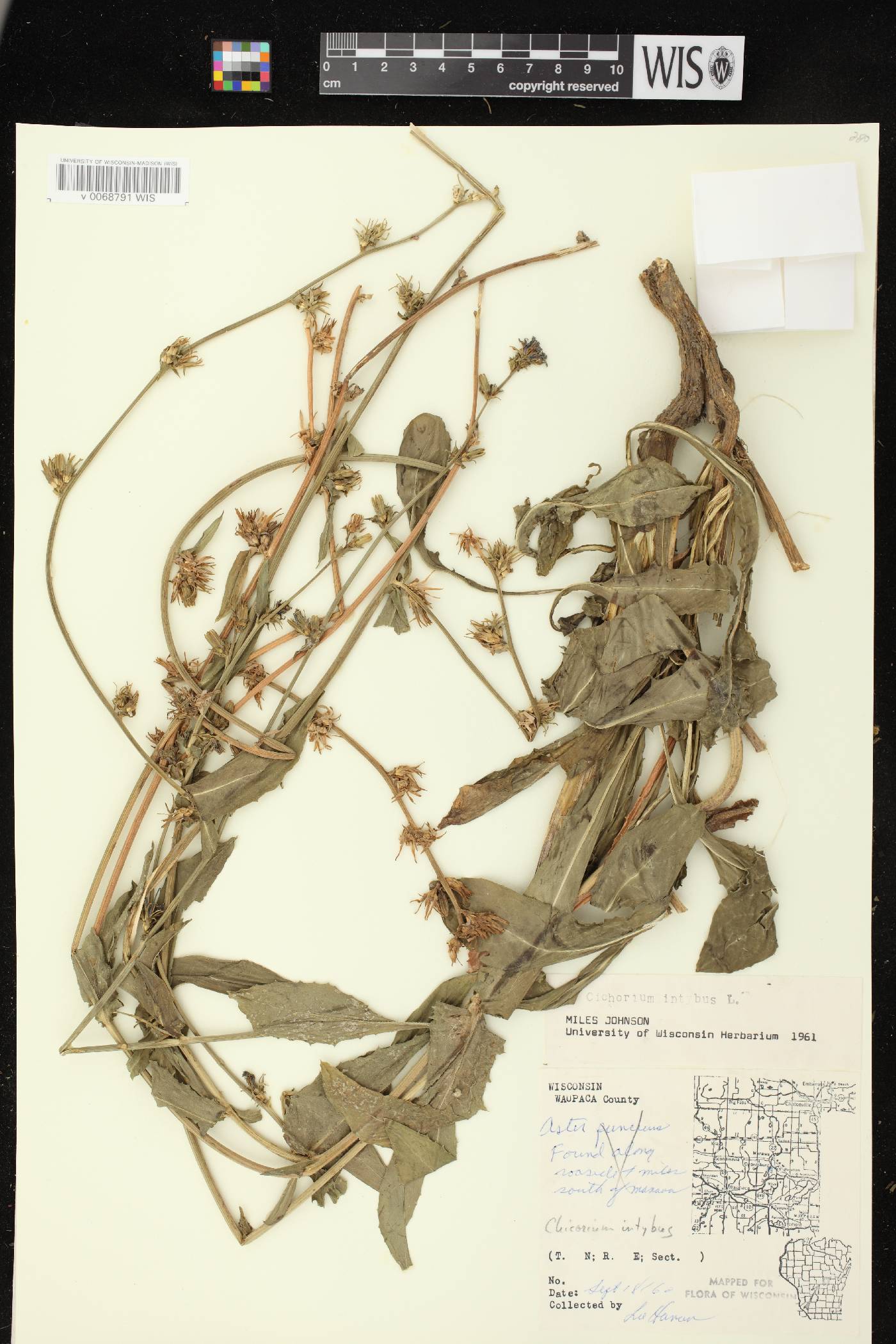 Cichorium intybus image