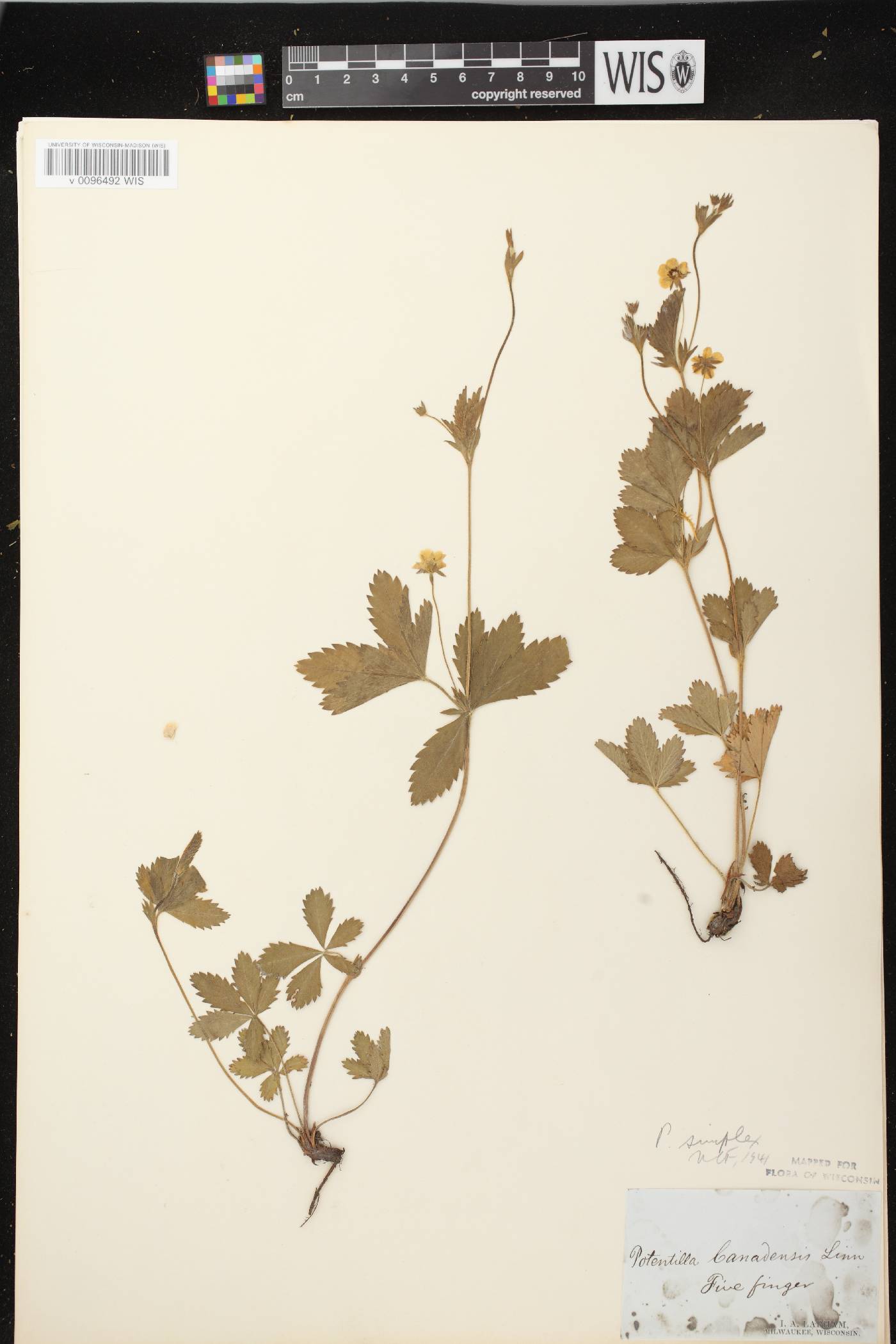 Potentilla simplex image
