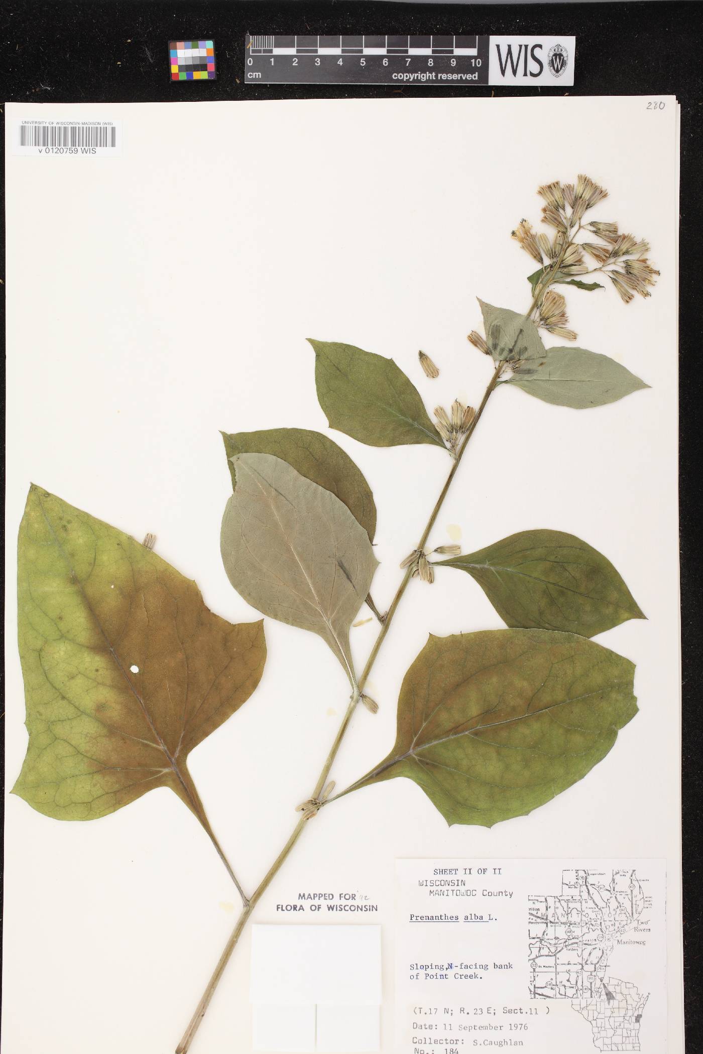 Prenanthes alba image