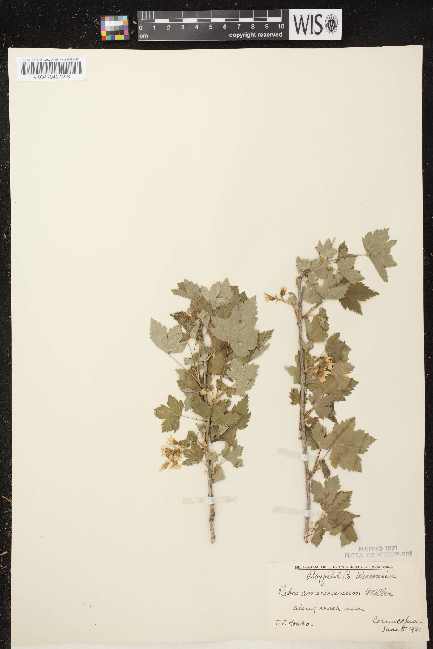Ribes americanum image