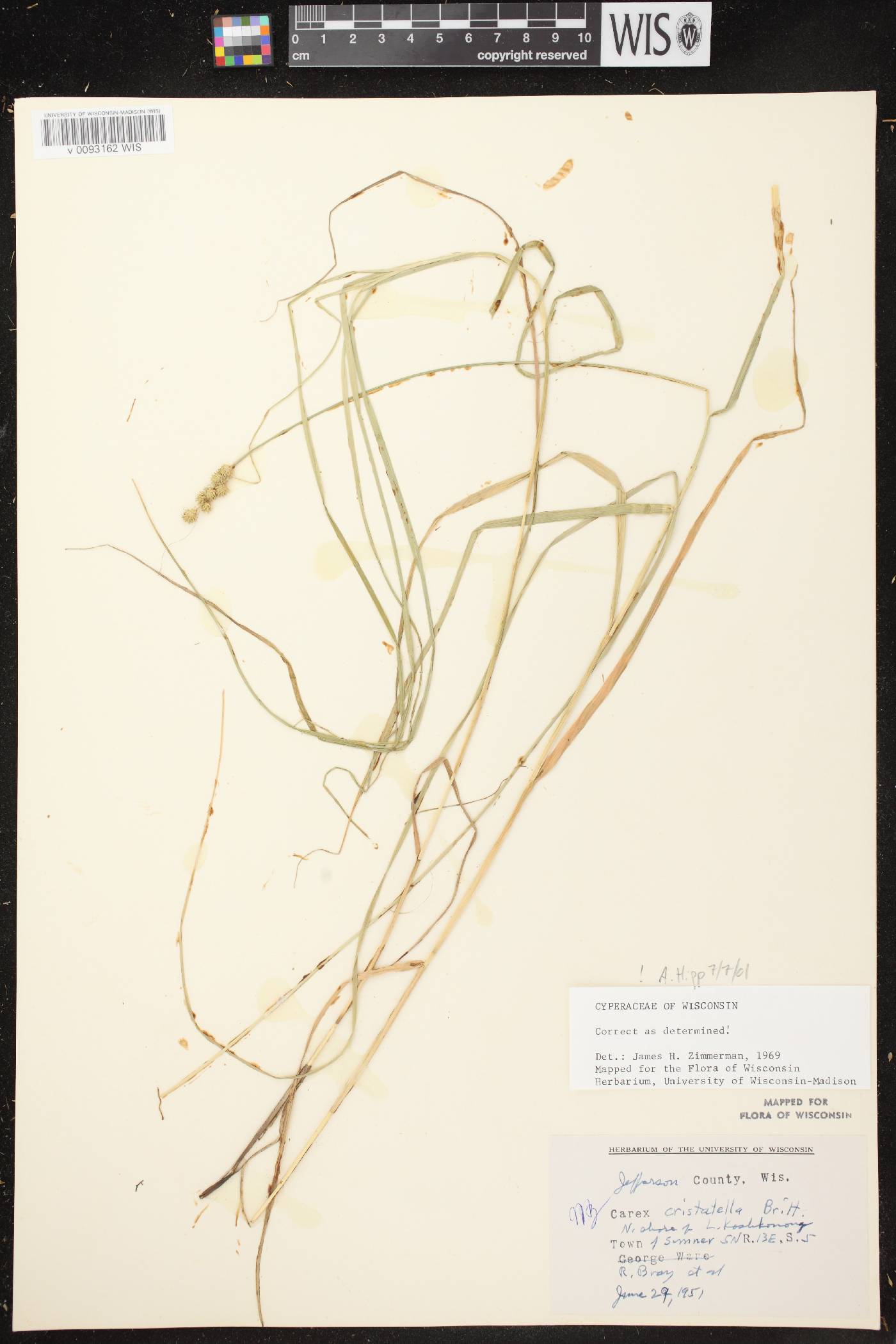 Carex cristatella image