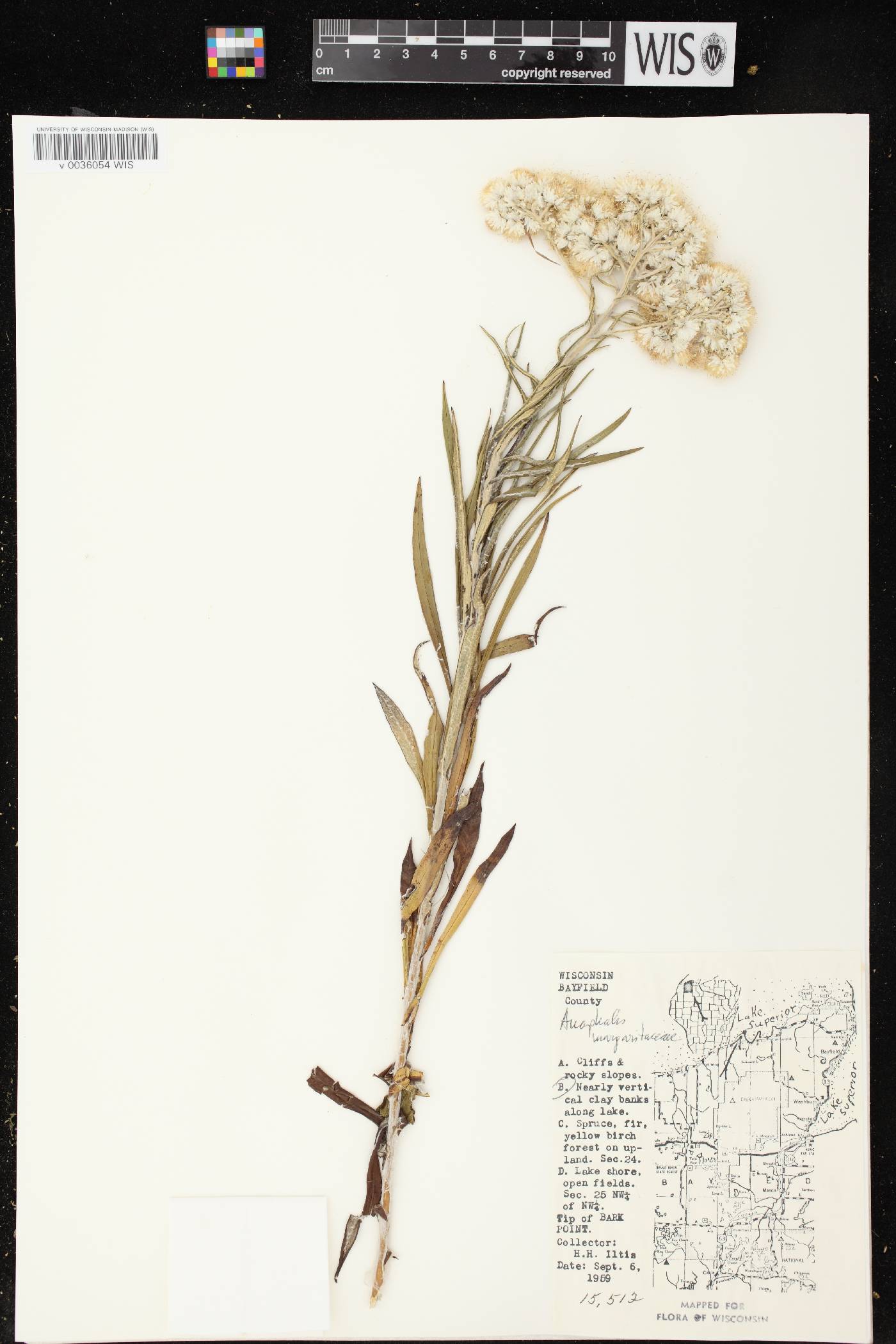 Anaphalis margaritacea image