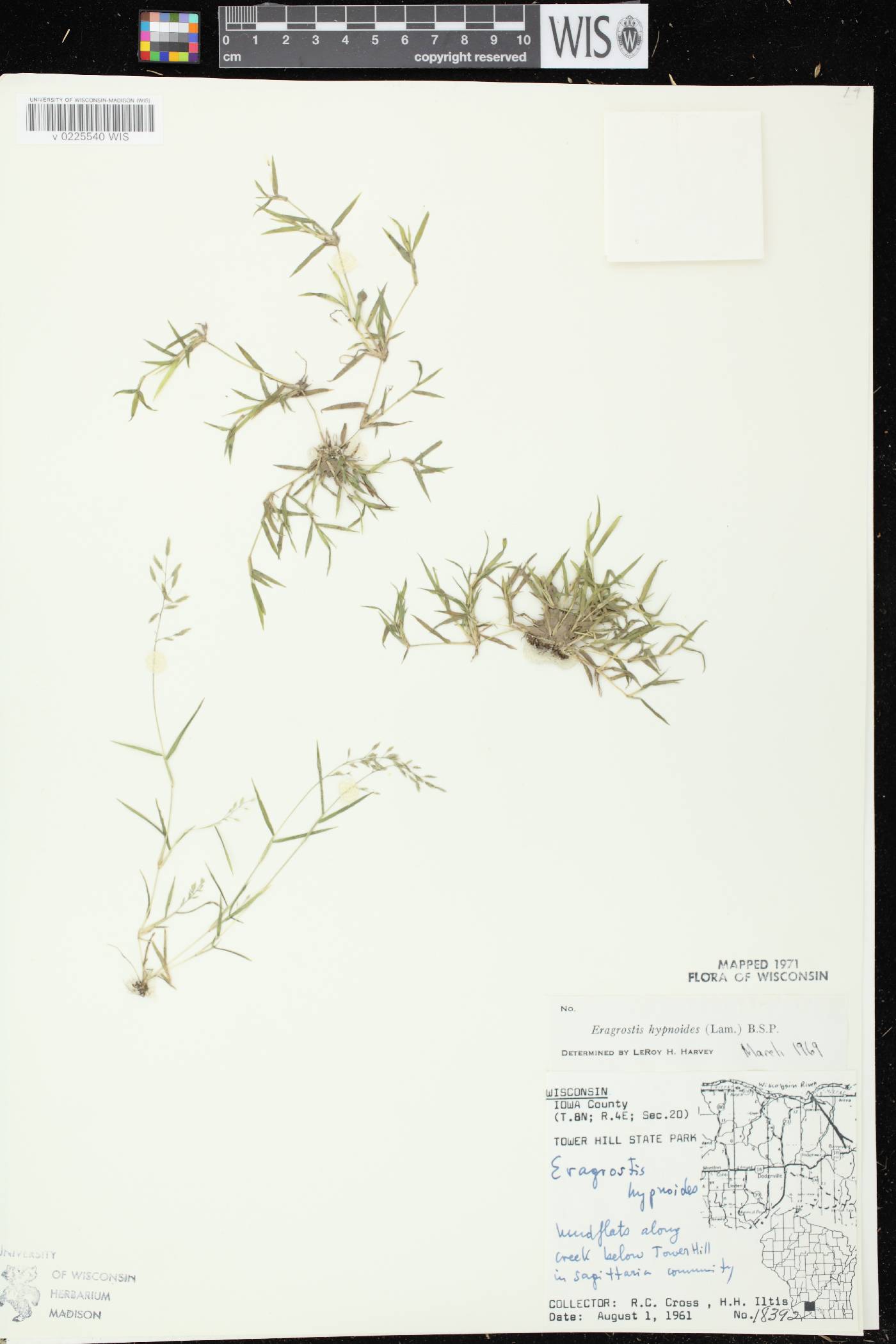 Eragrostis hypnoides image