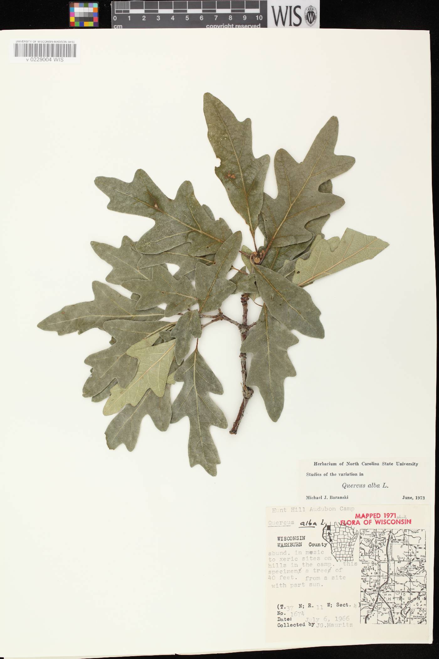 Quercus alba image