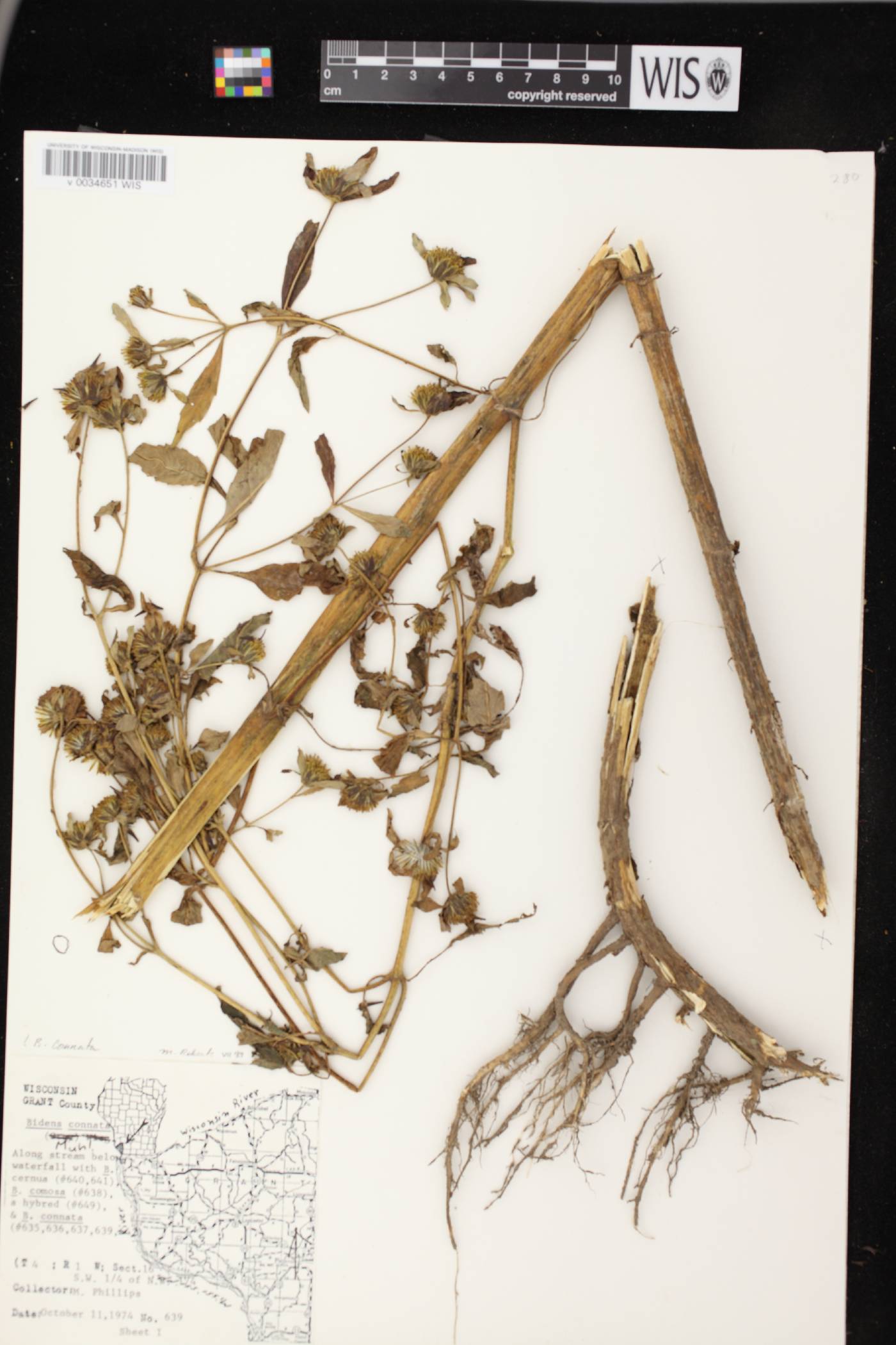 Bidens connata image