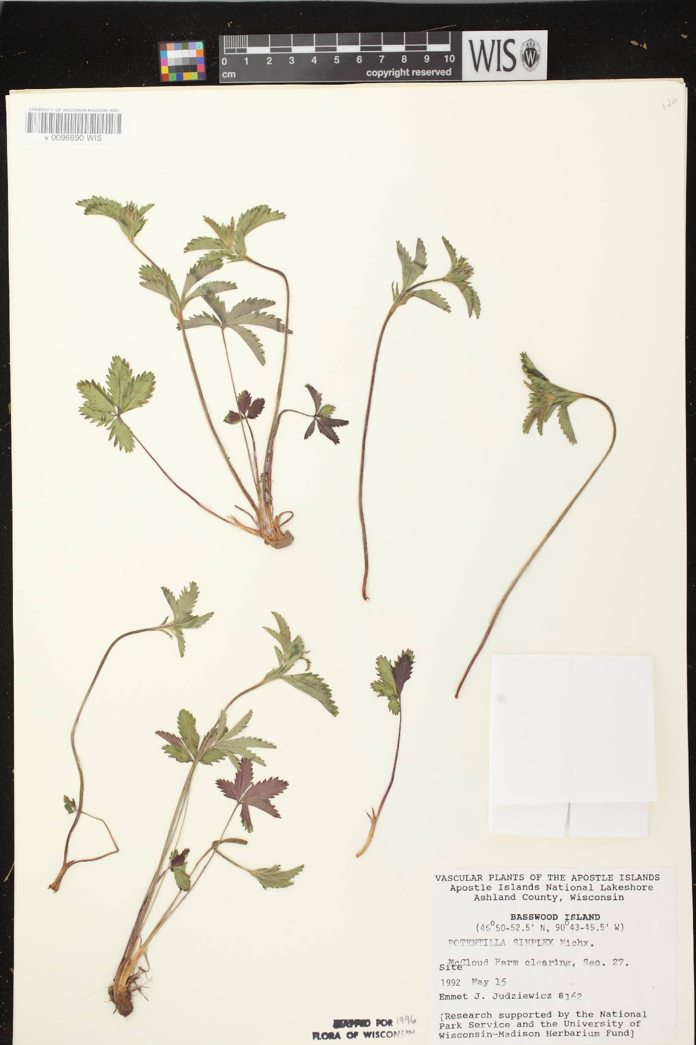 Potentilla simplex image