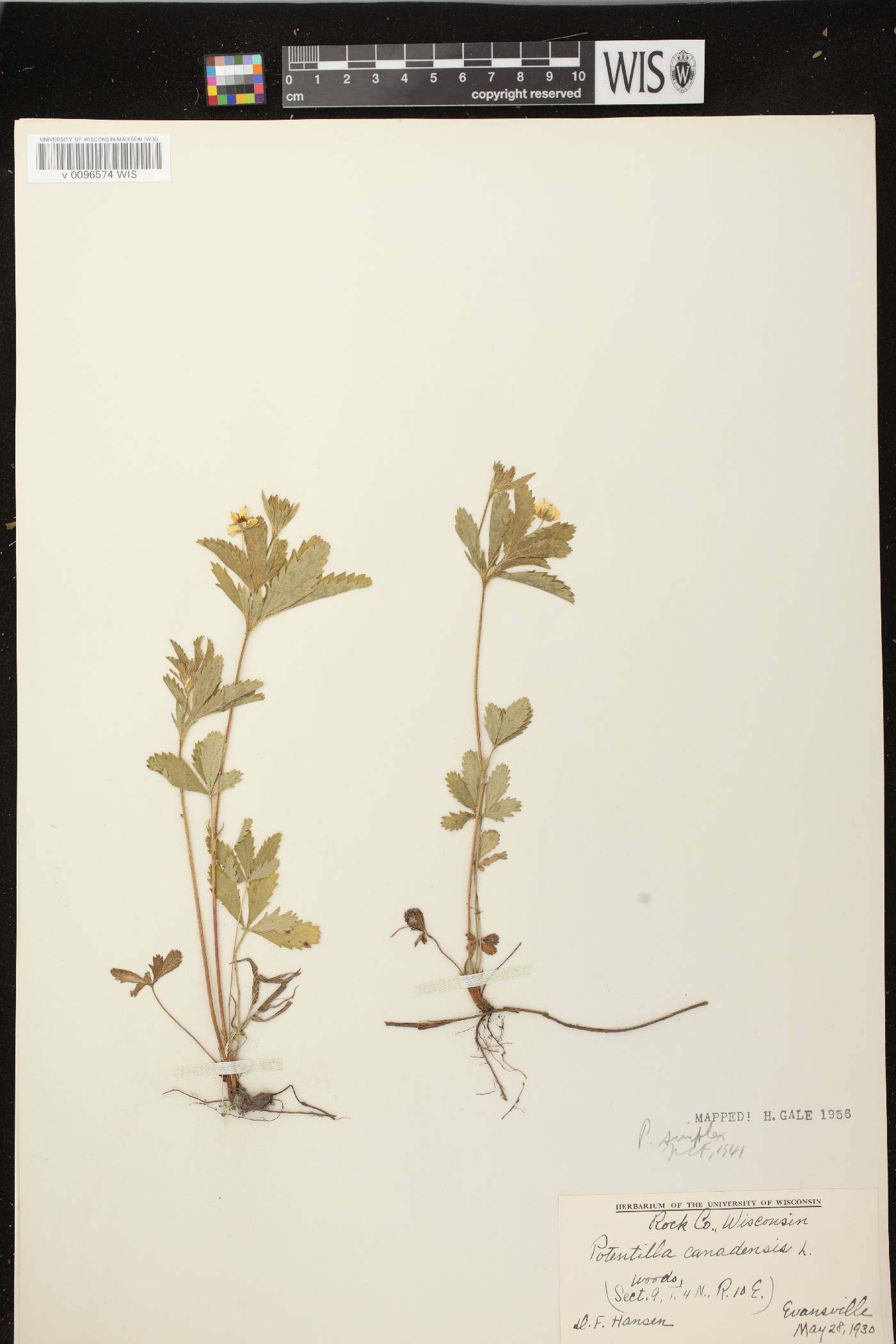 Potentilla simplex image