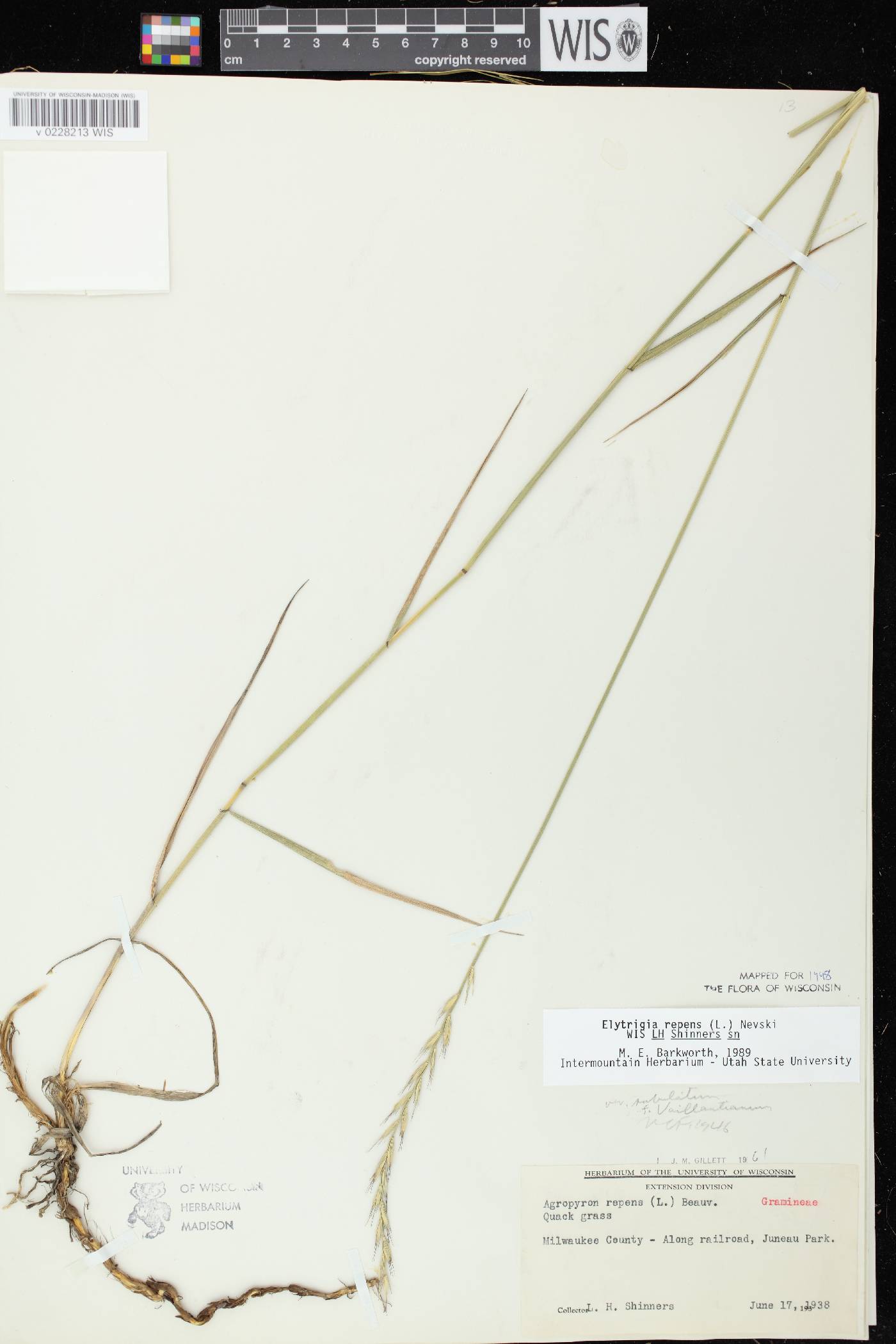 Elymus repens image