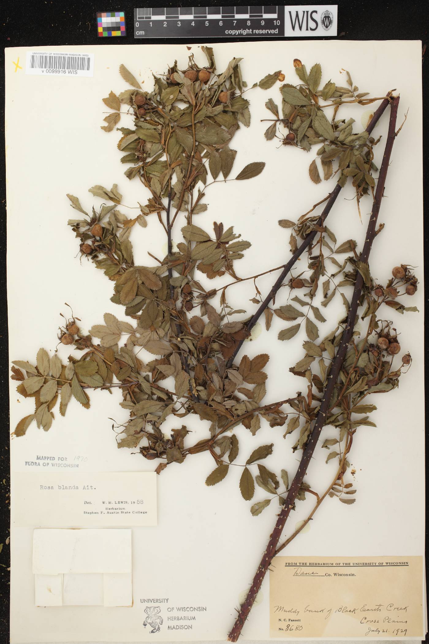 Rosa blanda image