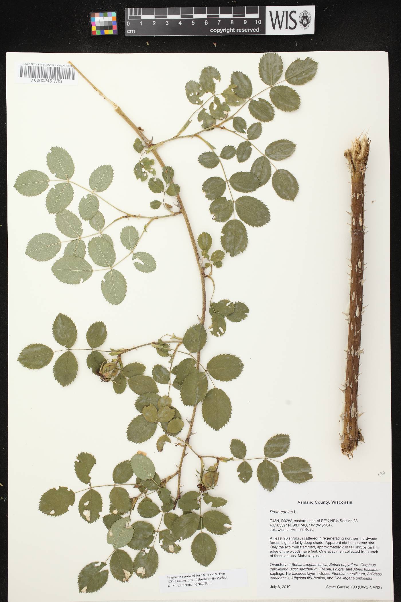 Rosa canina image