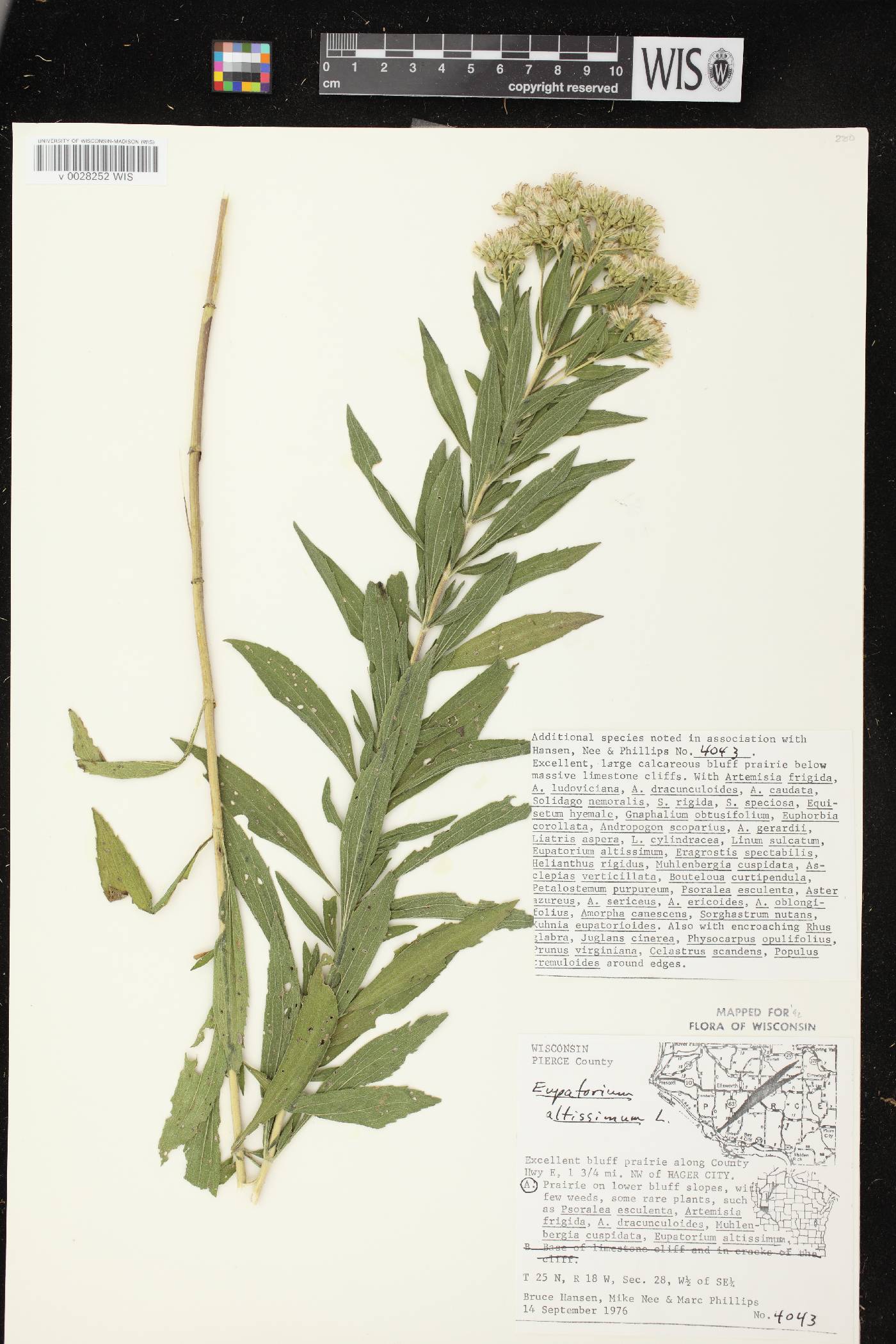 Eupatorium altissimum image