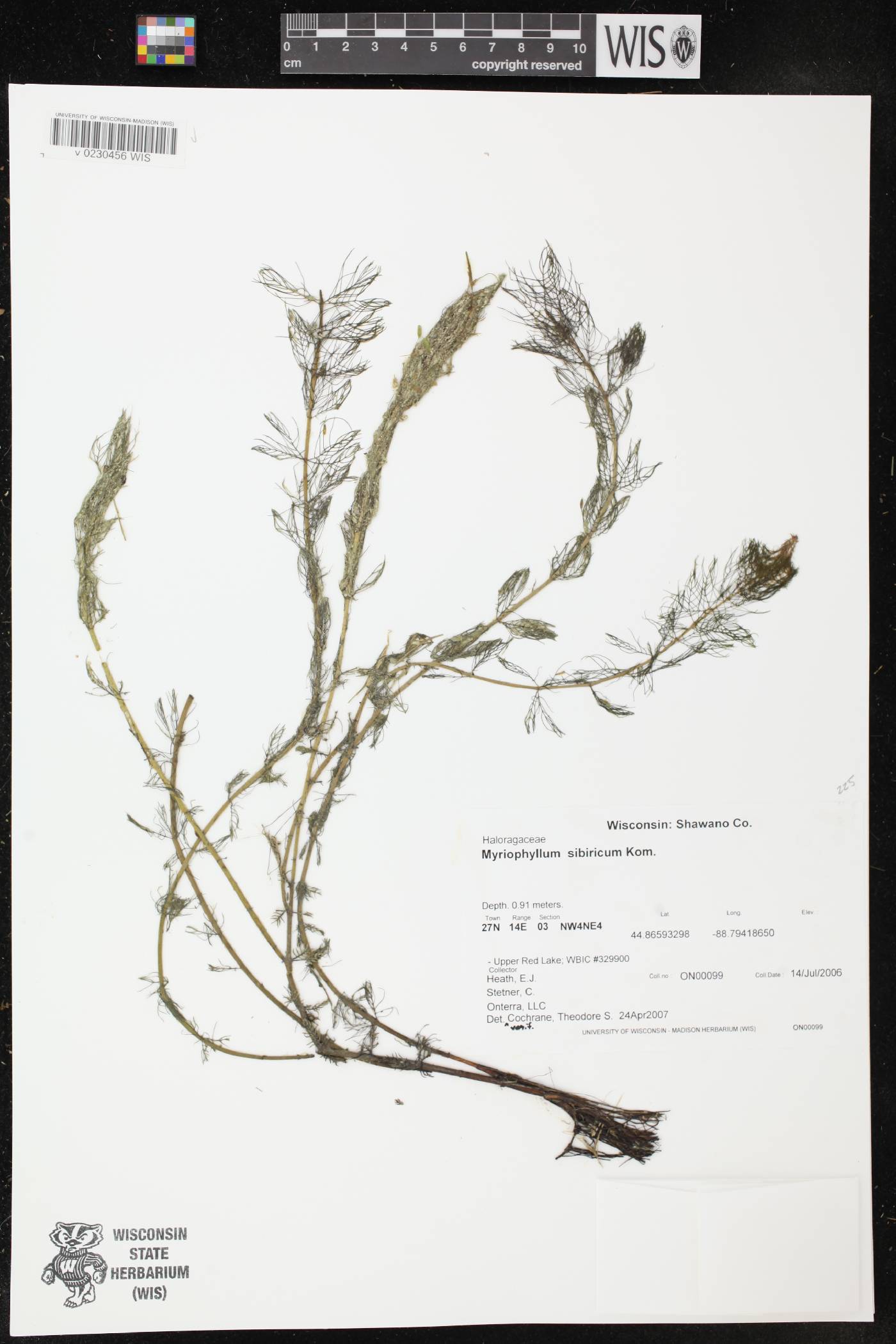 Myriophyllum sibiricum image