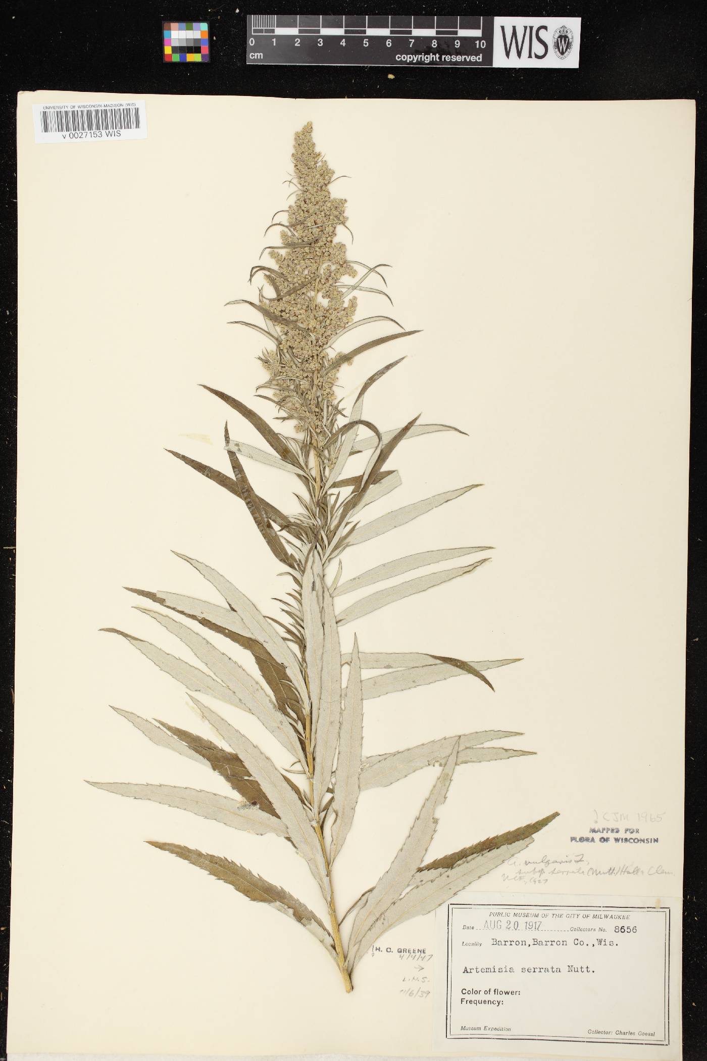 Artemisia serrata image