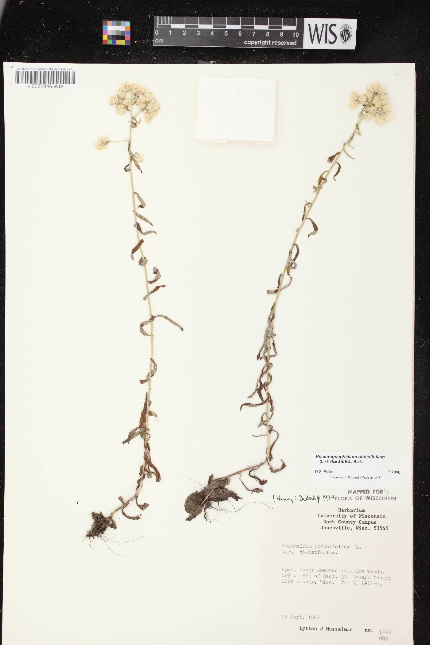 Pseudognaphalium obtusifolium image
