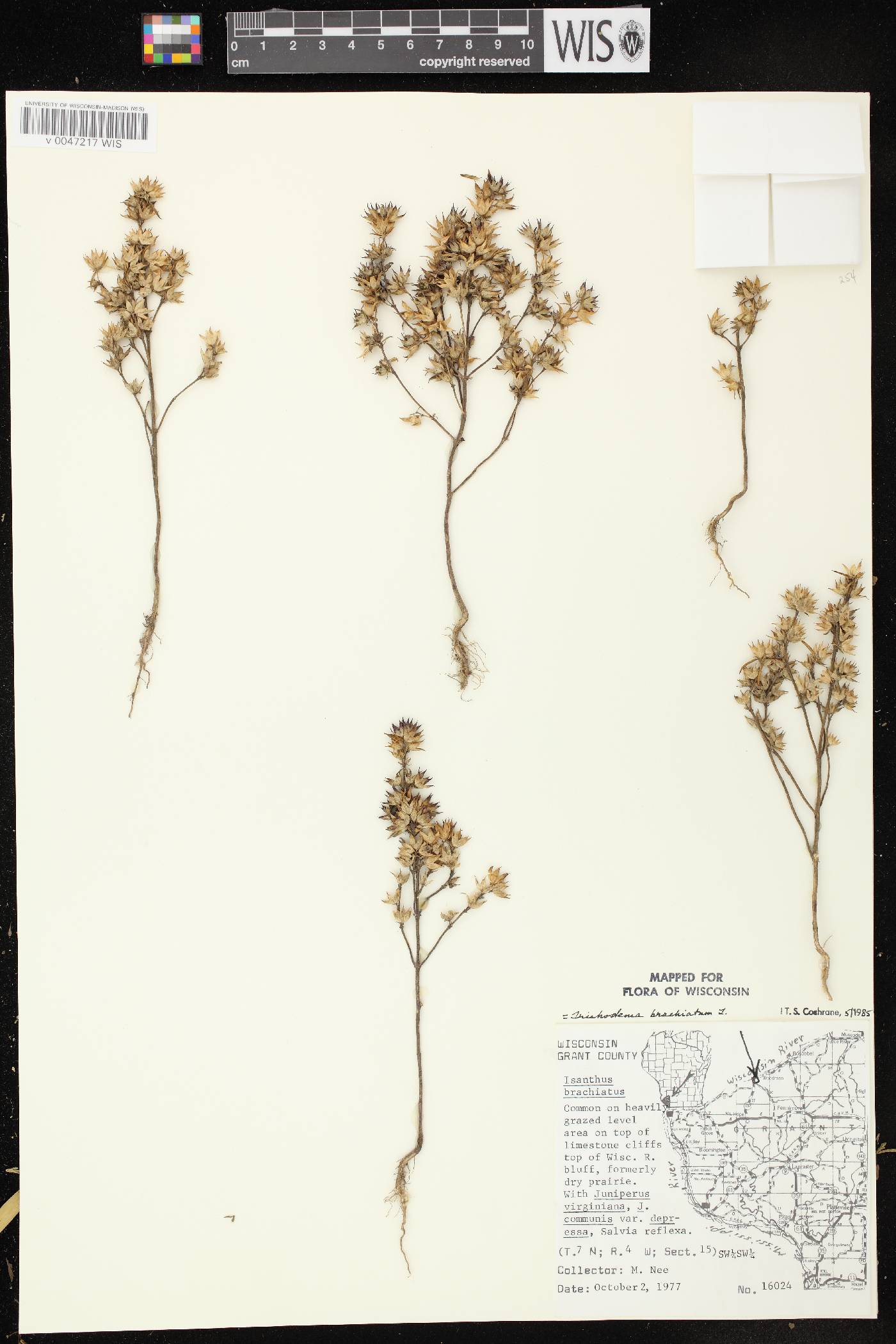 Trichostema brachiatum image